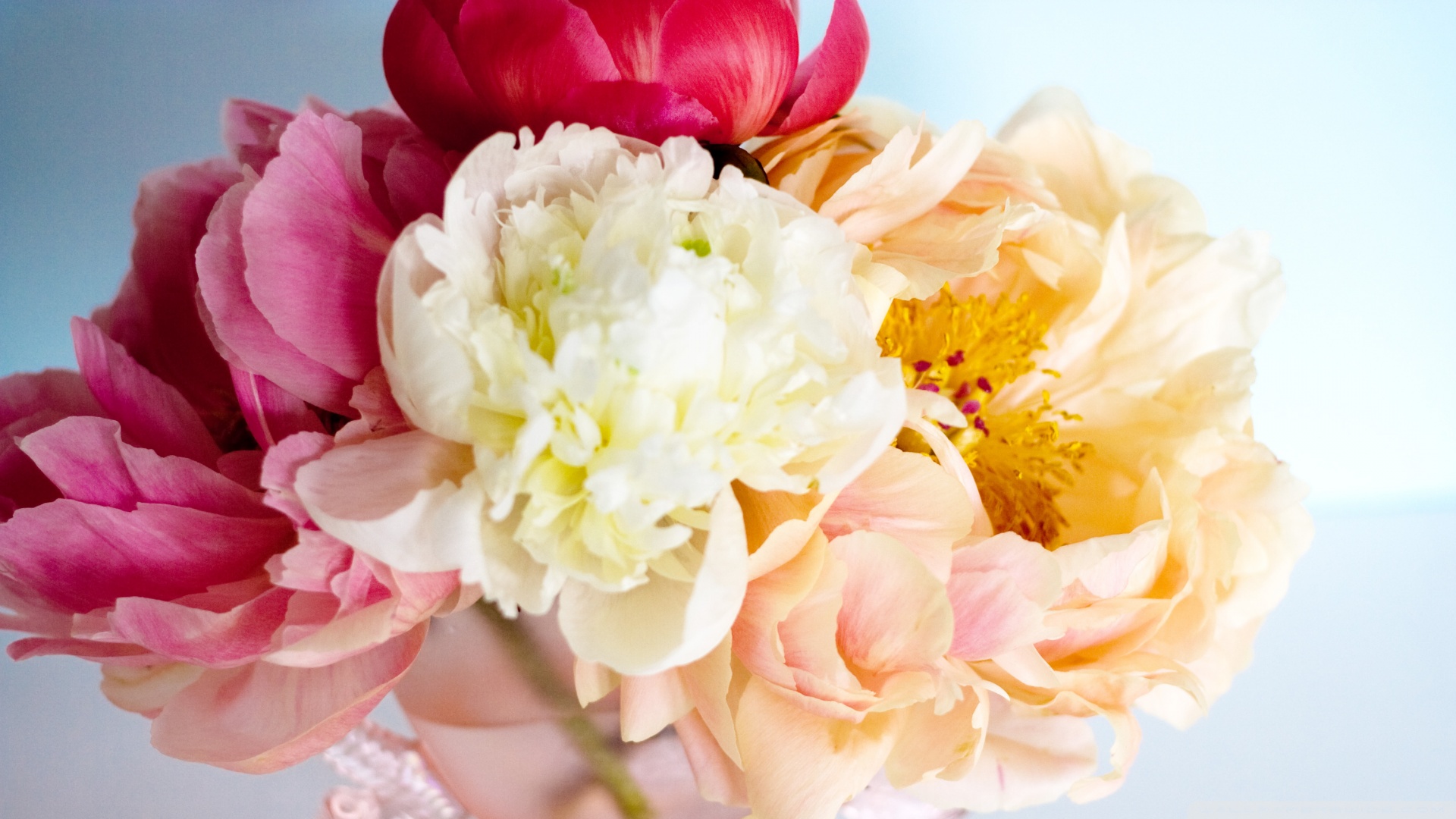 Download mobile wallpaper Flowers, Flower, Close Up, Earth, Vase, Peony, White Flower for free.