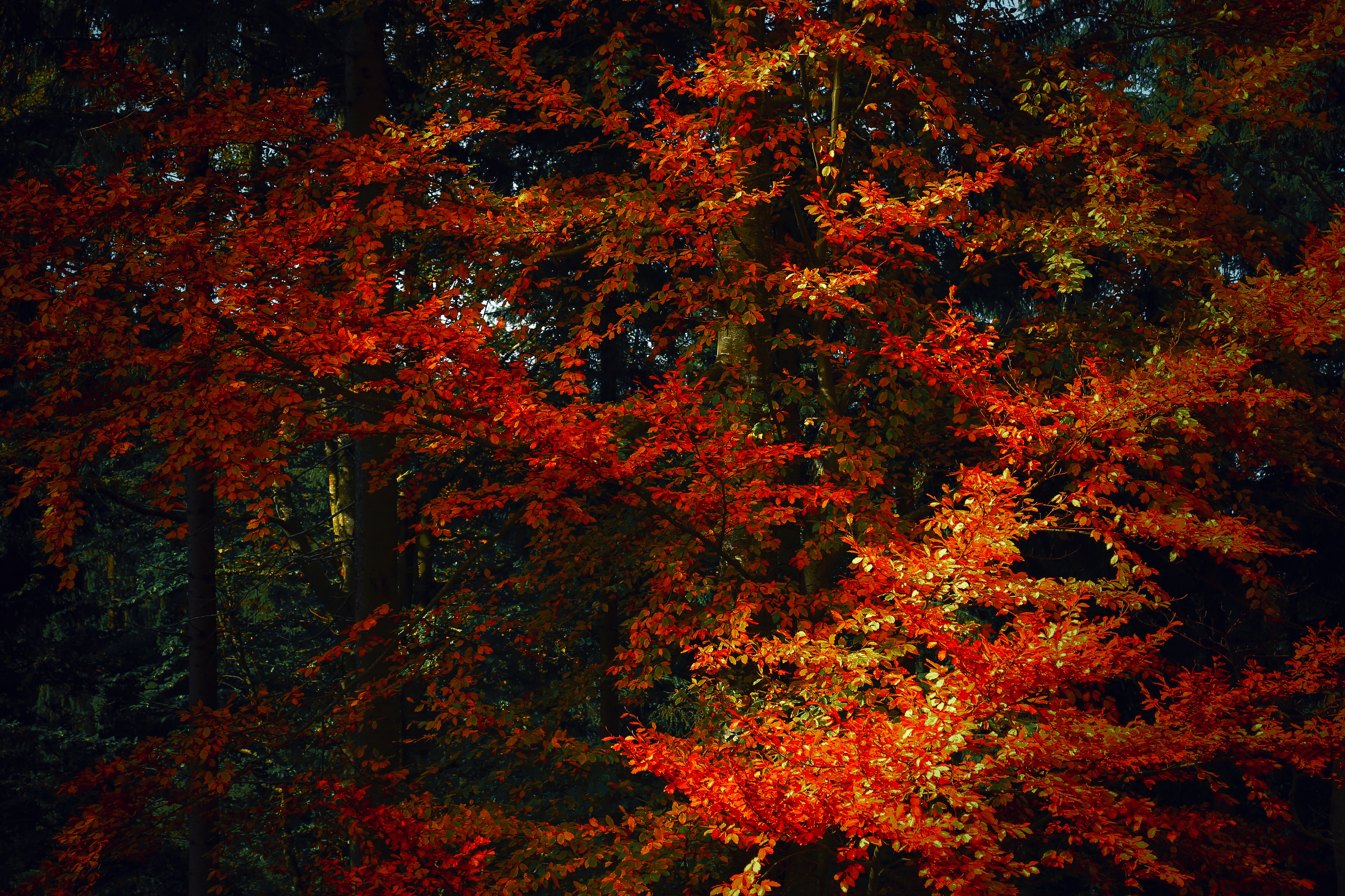 90547 descargar imagen naturaleza, árboles, otoño, hojas, sucursales, ramas, oscuridad, sombras, colores de otoño, pinturas de otoño: fondos de pantalla y protectores de pantalla gratis