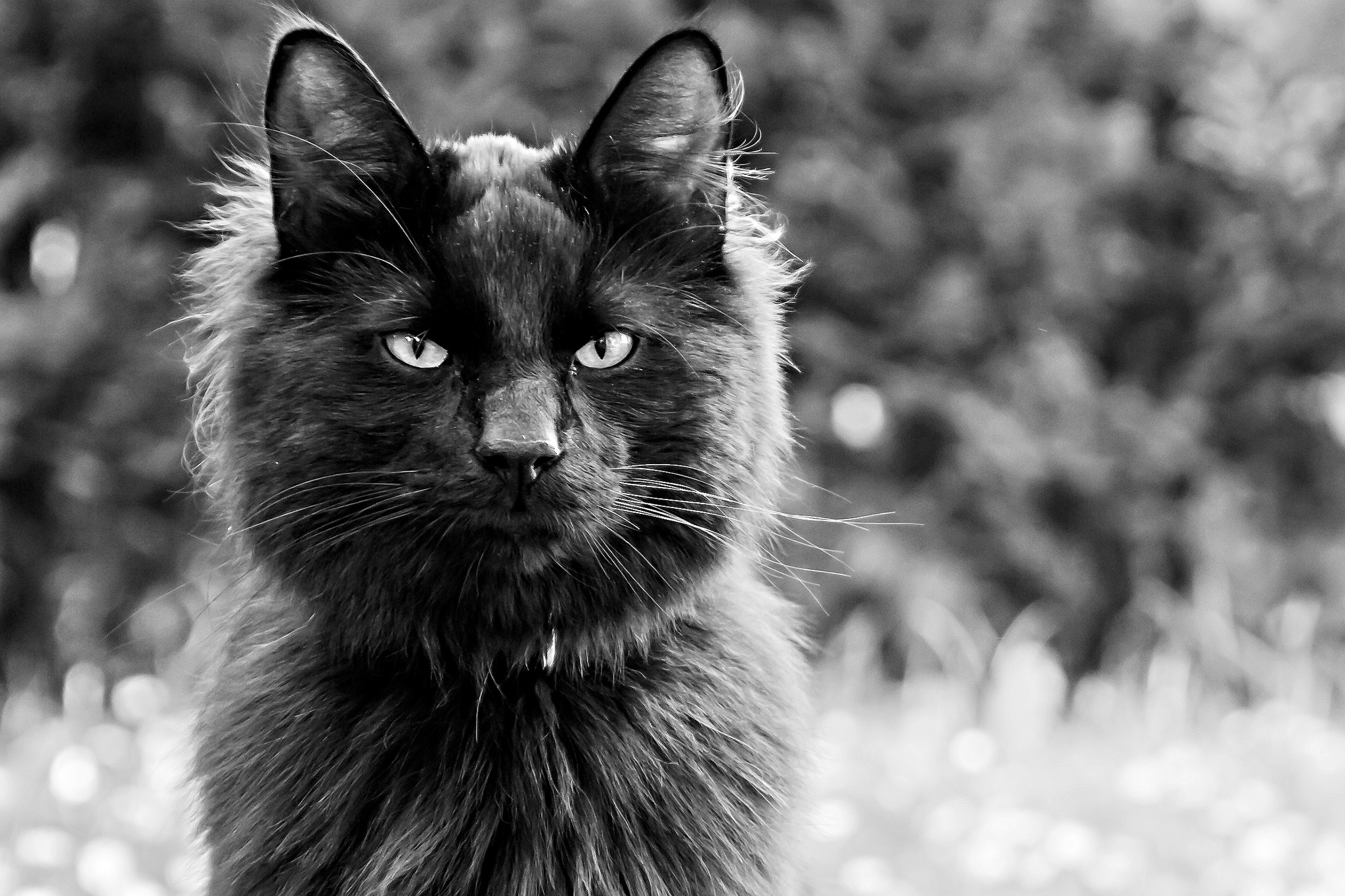 Download mobile wallpaper Cats, Cat, Animal, Black & White, Stare for free.