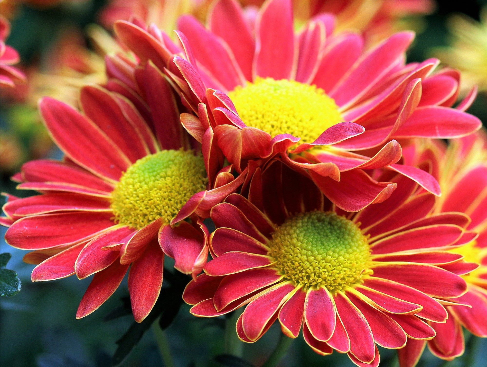 Téléchargez gratuitement l'image Fleurs, Fleur, Terre/nature, Fleur Rose sur le bureau de votre PC