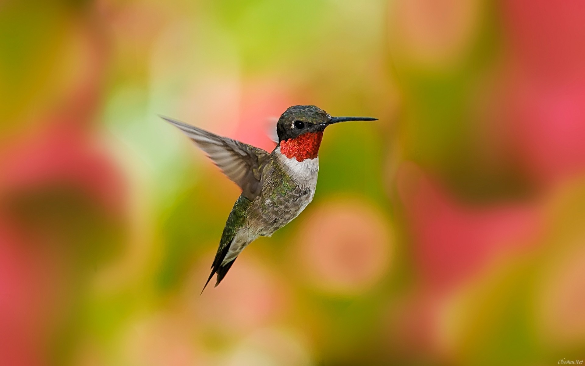 276689 descargar fondo de pantalla animales, colibrí, ave, aves: protectores de pantalla e imágenes gratis