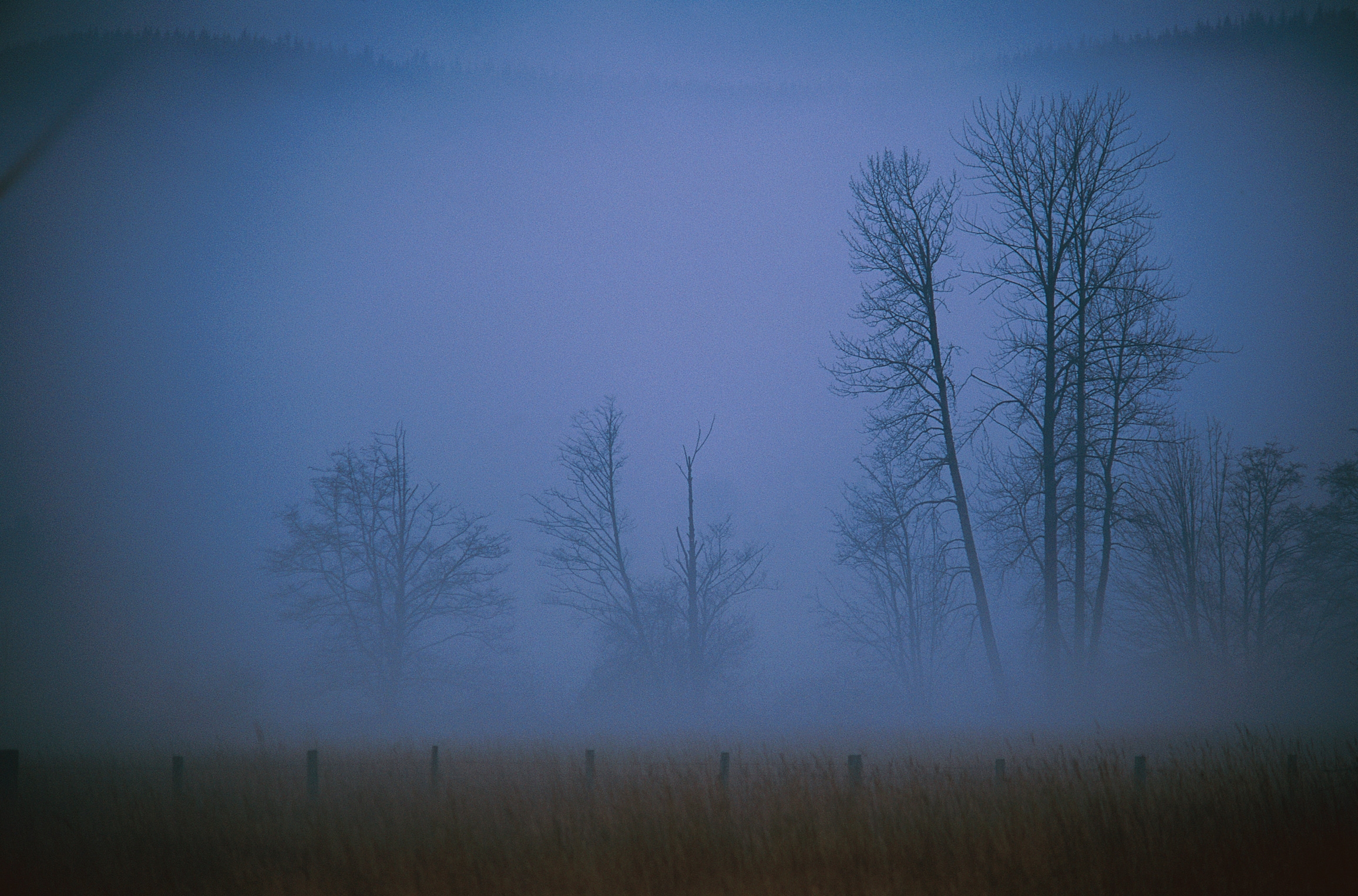 Free download wallpaper Trees, Field, Evening, Haze, Nature, Fog, Shroud on your PC desktop