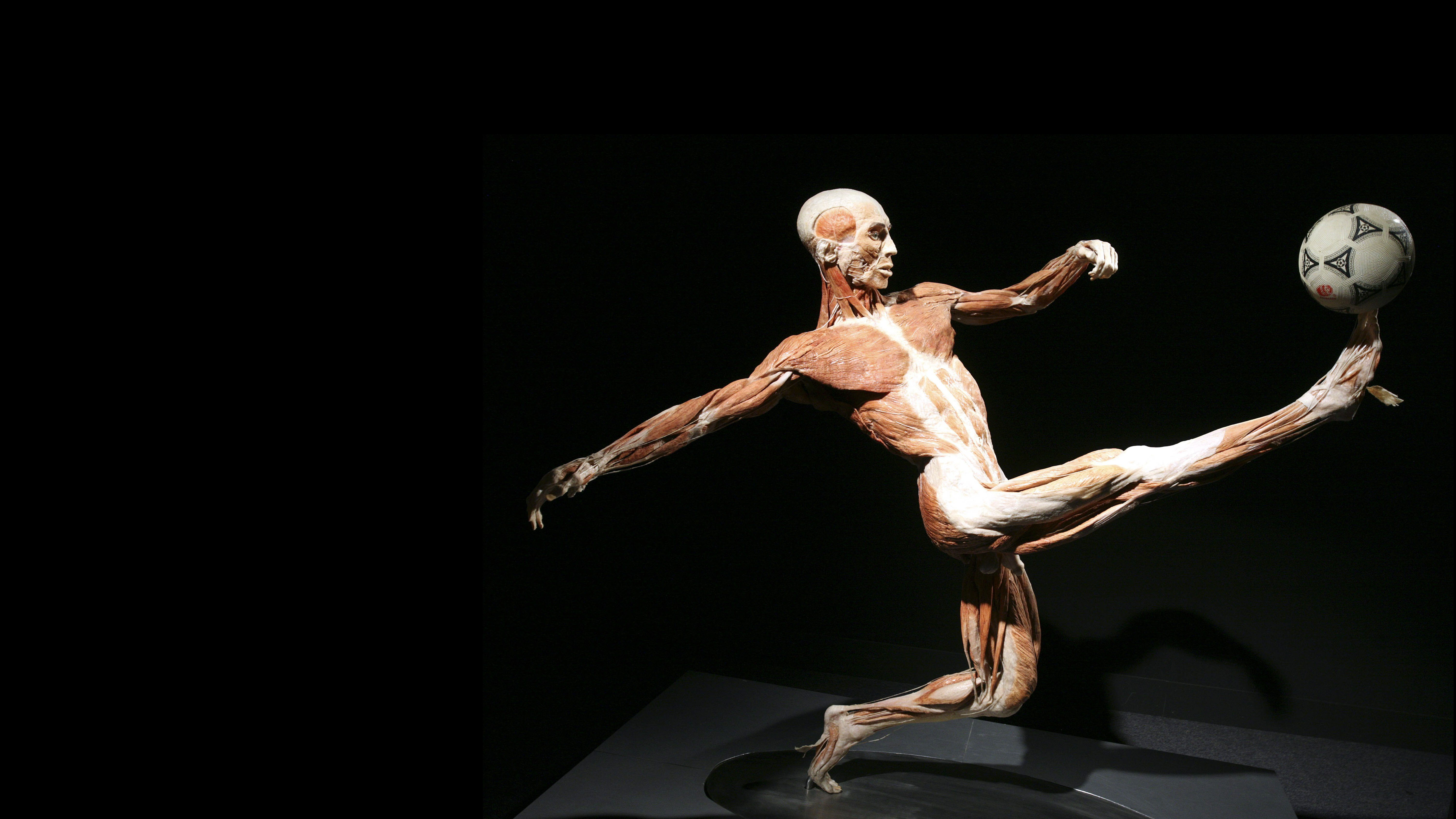 Laden Sie das Anatomie, Künstlerisch-Bild kostenlos auf Ihren PC-Desktop herunter