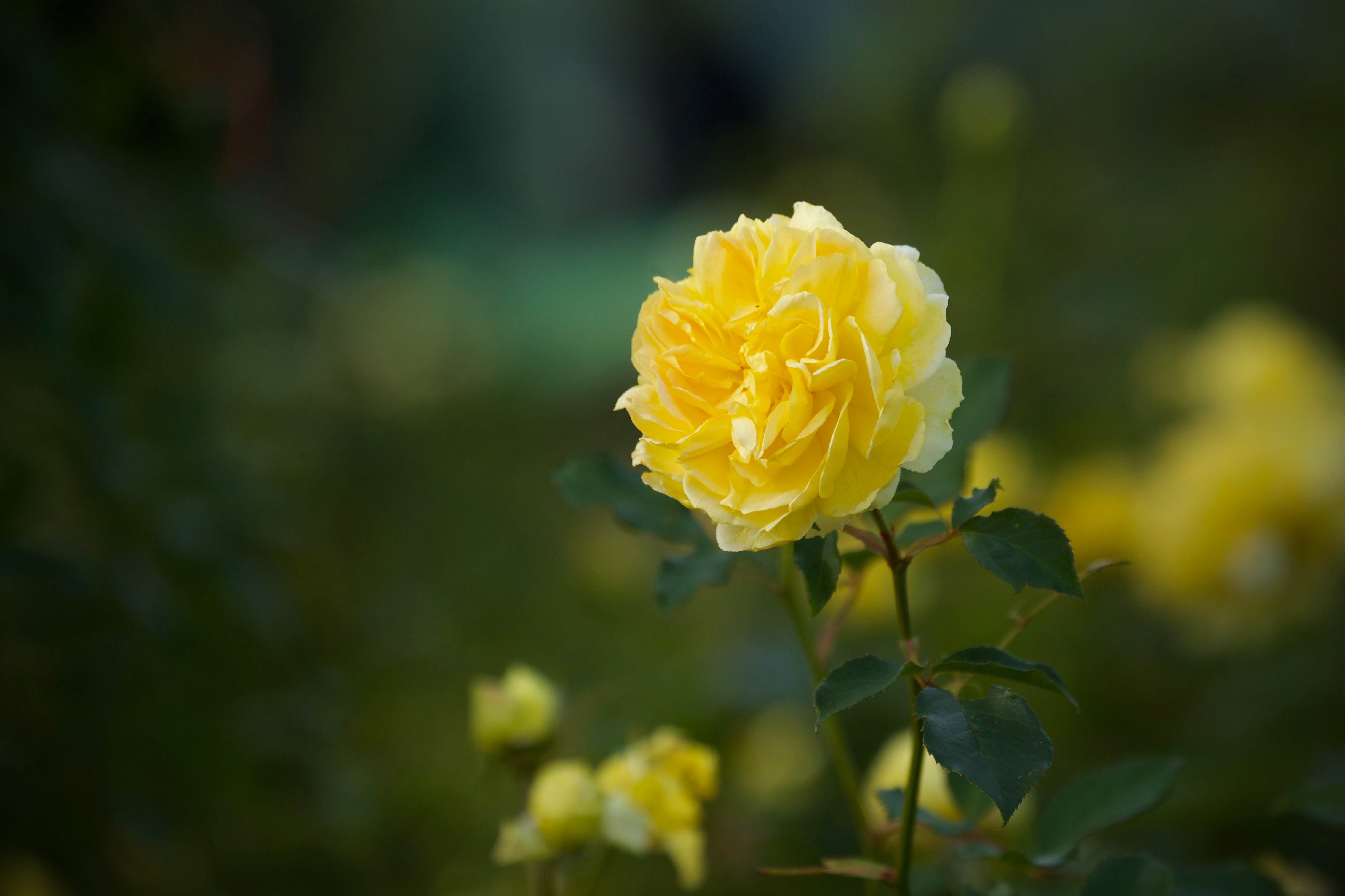 Download mobile wallpaper Nature, Flowers, Flower, Rose, Close Up, Earth, Yellow Flower for free.