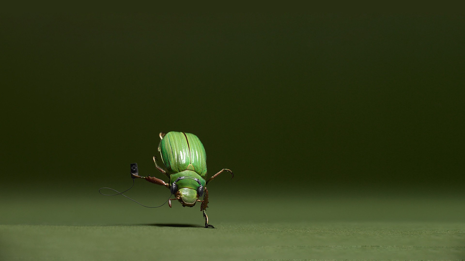 animal, beetle