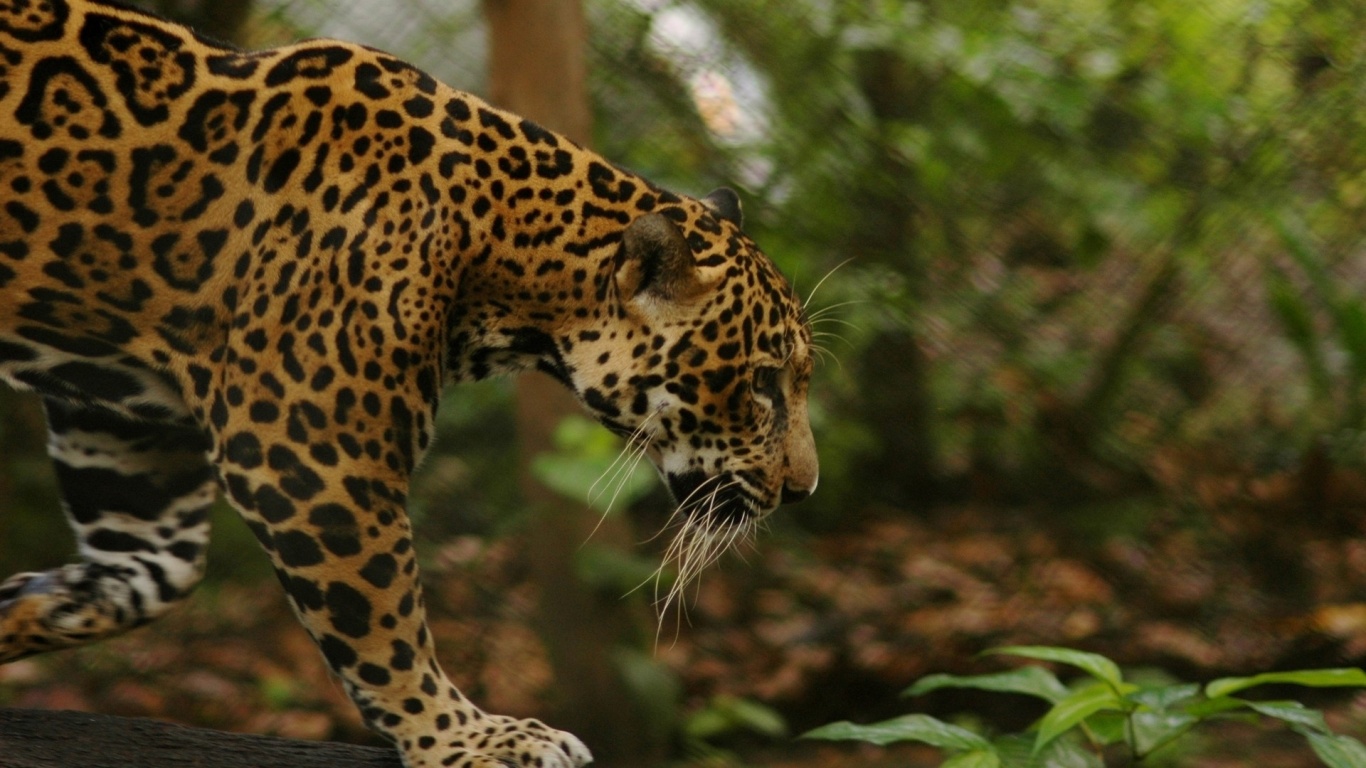 Скачати мобільні шпалери Пантера, Леопард, Коти, Тварина безкоштовно.