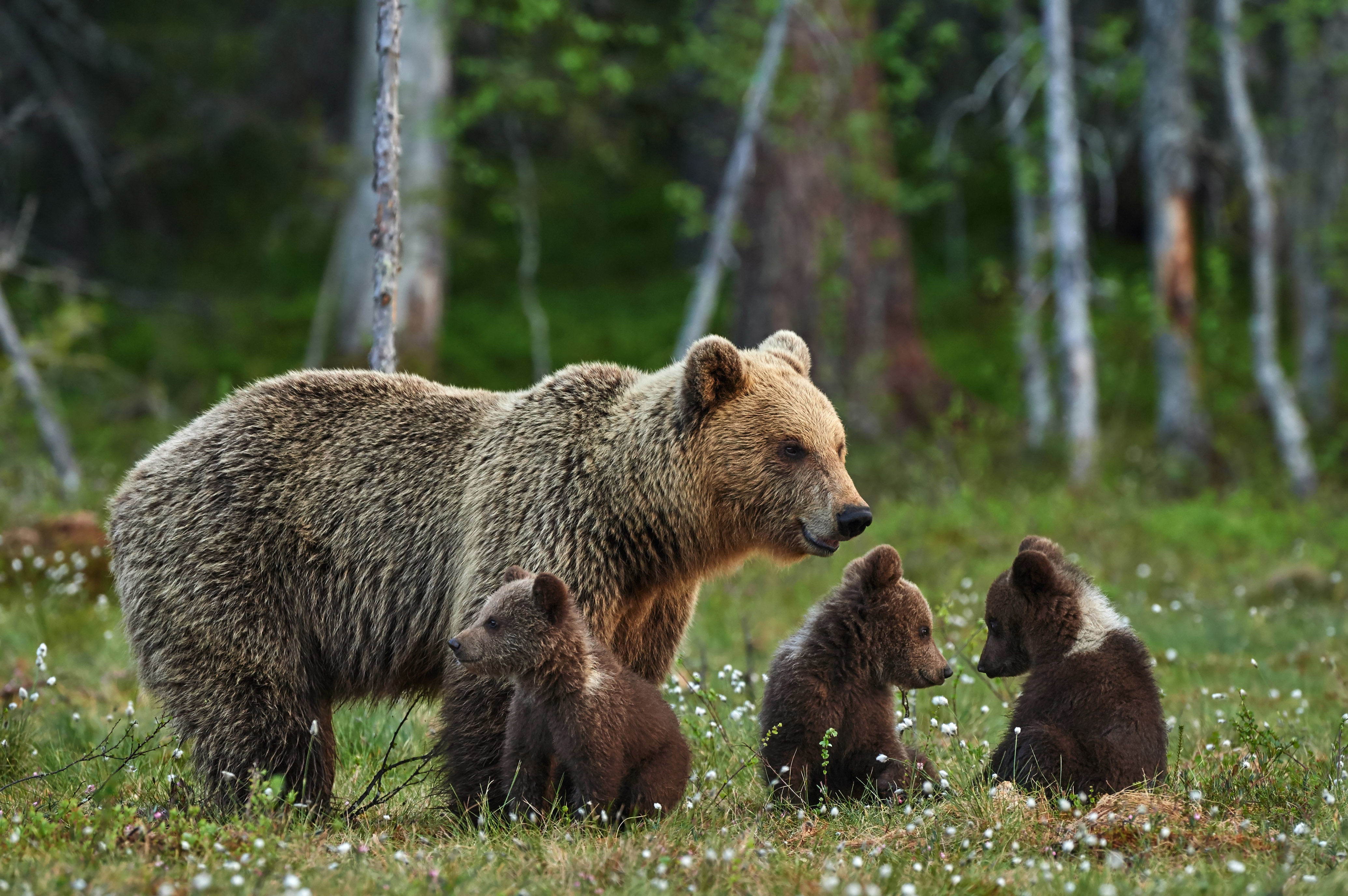 Скачать картинку Животные, Медведи, Медведь, Детеныш, Детеныш Животного в телефон бесплатно.