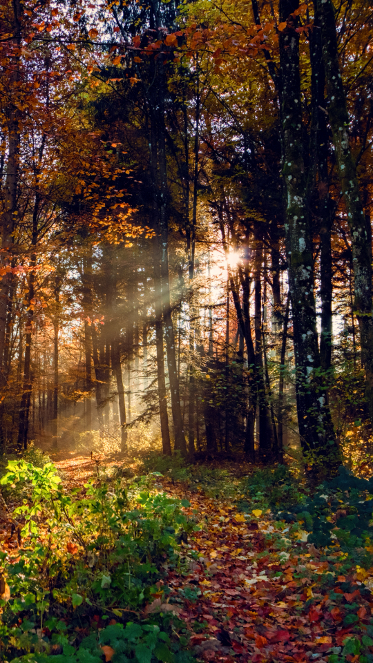 Descarga gratuita de fondo de pantalla para móvil de Naturaleza, Otoño, Bosque, Árbol, Rayo De Sol, Tierra/naturaleza.