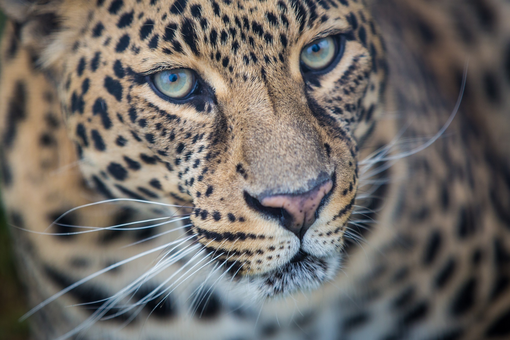 Download mobile wallpaper Cats, Leopard, Close Up, Animal for free.