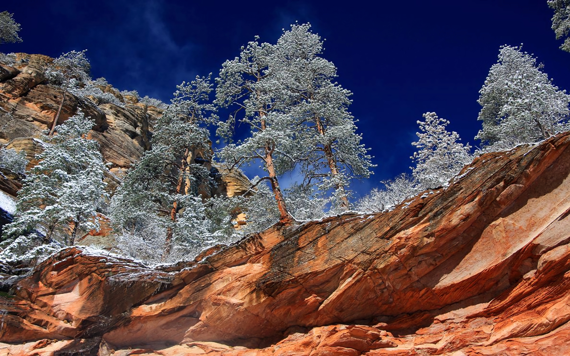 Download mobile wallpaper Winter, Canyon, Tree, Earth, Canyons, Arizona, Sedona, Oak Creek Canyon for free.