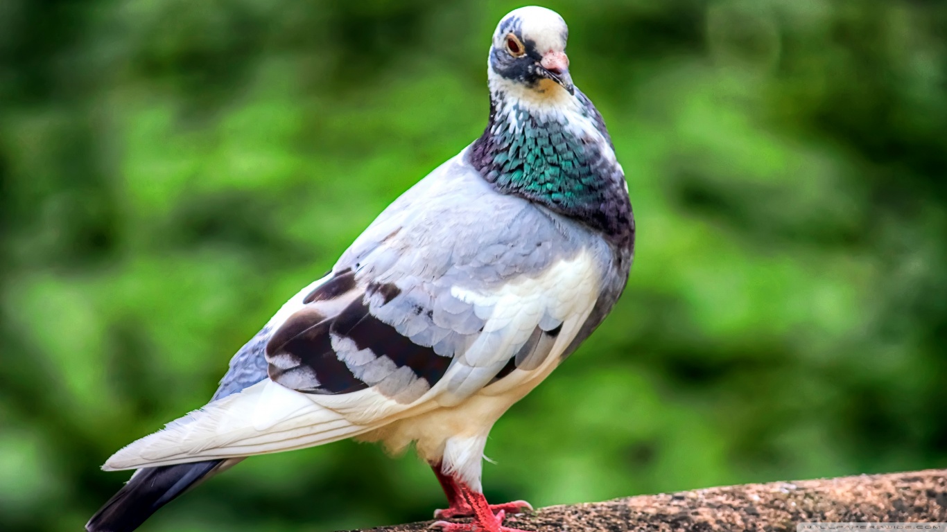 animal, pigeon, bird, birds phone wallpaper