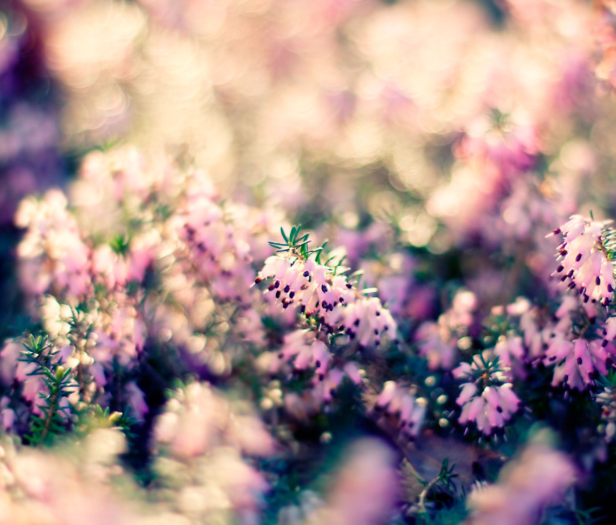 Handy-Wallpaper Natur, Blumen, Blume, Verwischen, Erde/natur, Pinke Blume kostenlos herunterladen.