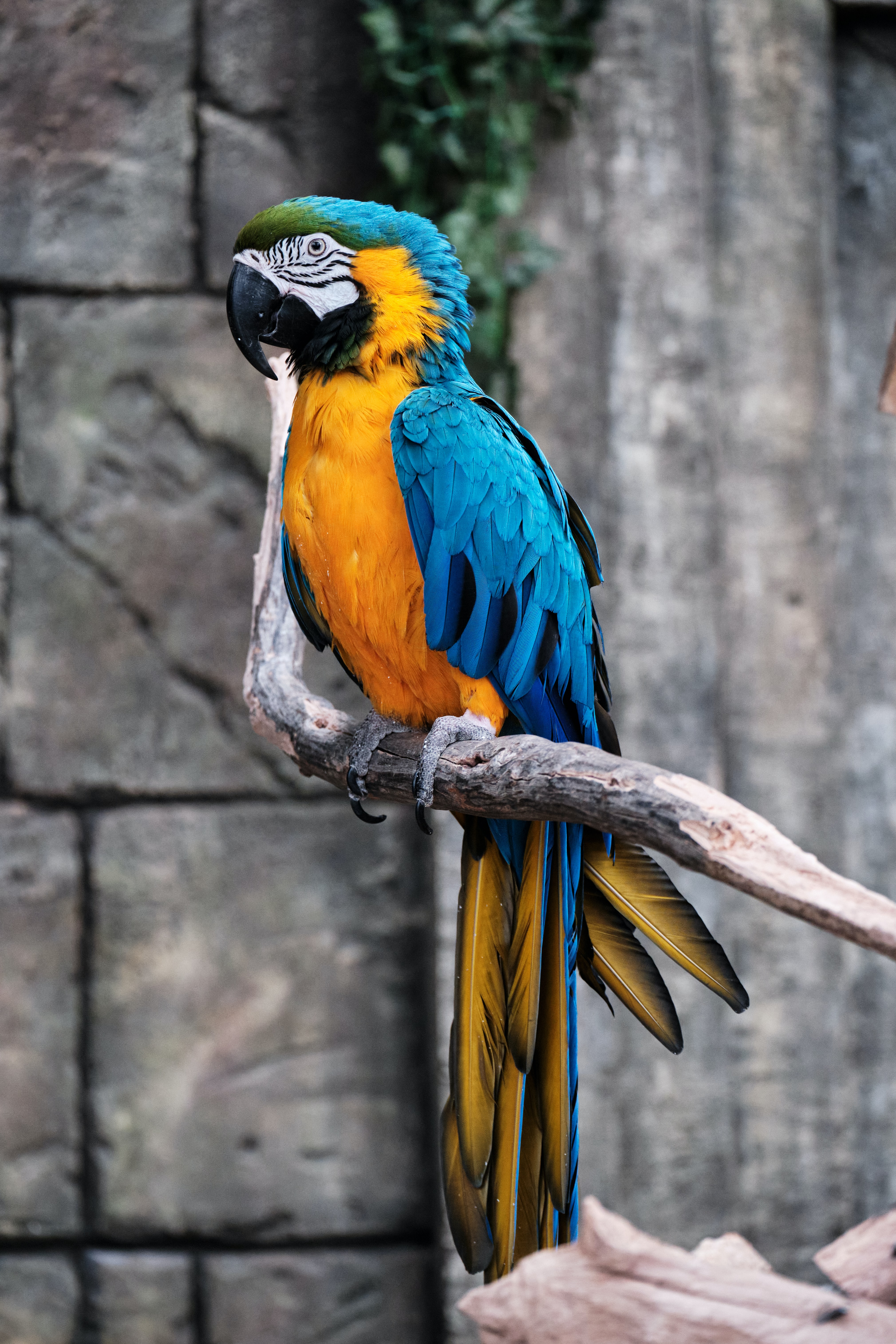 83478 скачать обои попугаи, разноцветный, ара, животные, птица, ветка - заставки и картинки бесплатно