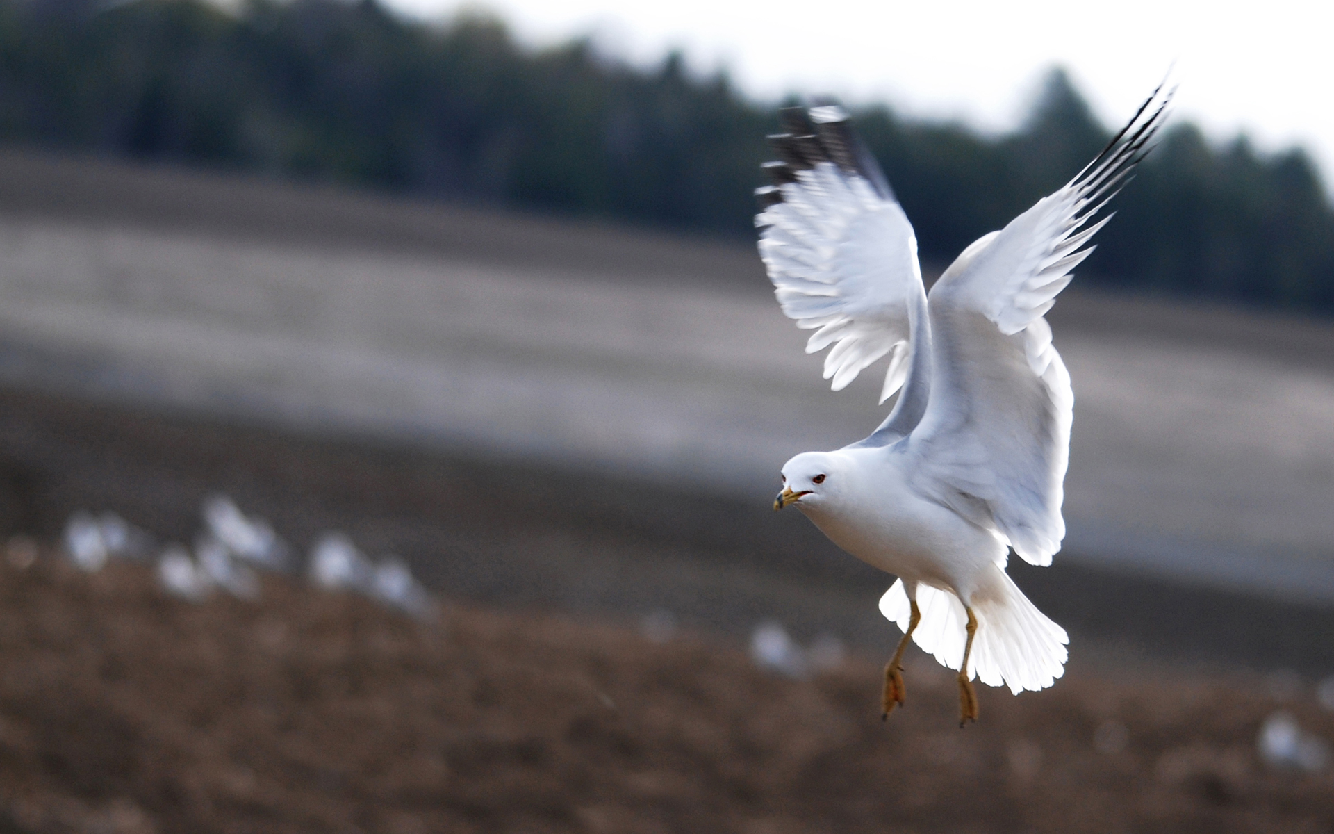 Baixar papel de parede para celular de Gaivota, Aves, Animais gratuito.