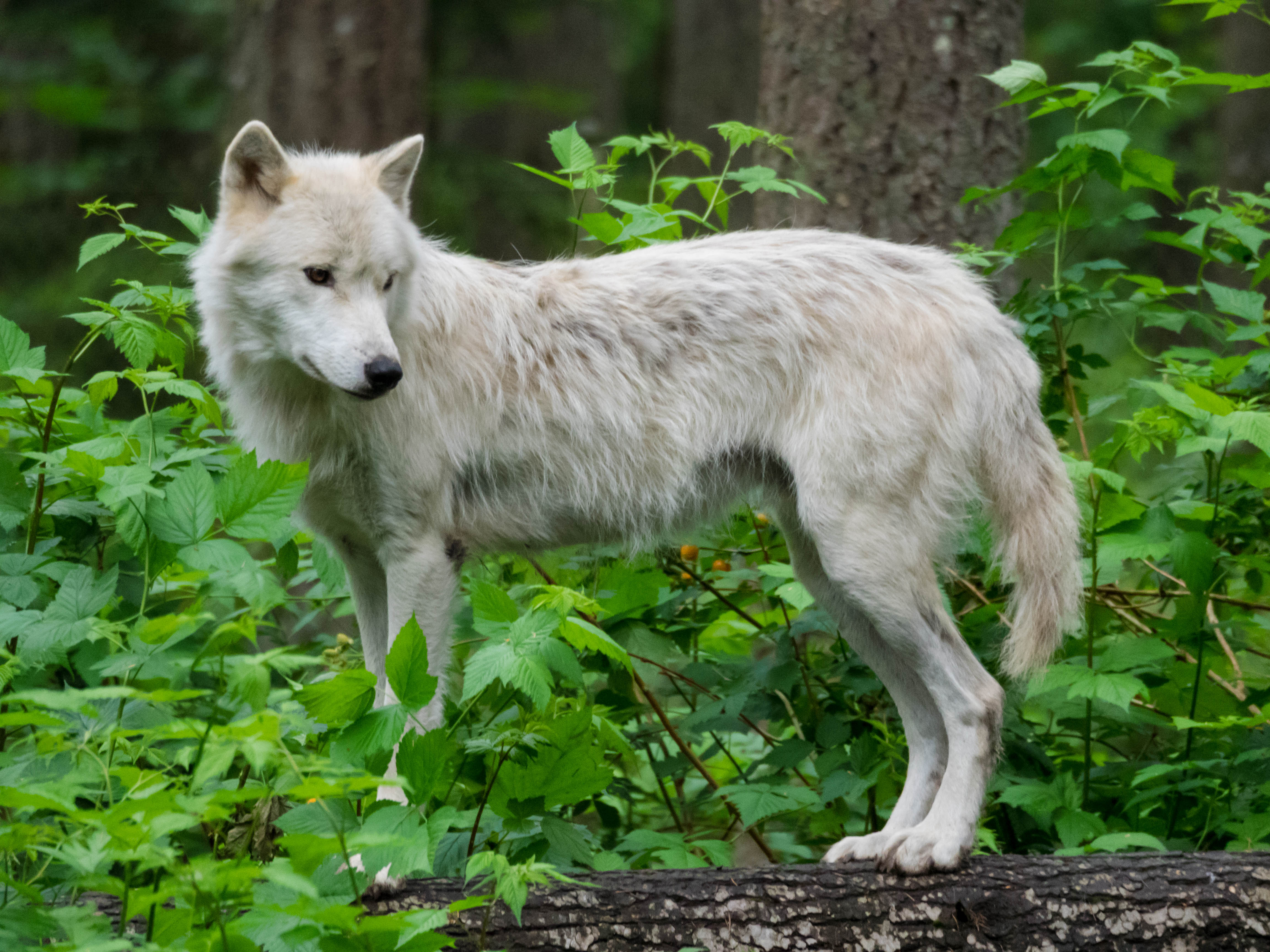 無料モバイル壁紙動物, 白い, 鳥獣, 獣, 野生動物, 狼をダウンロードします。
