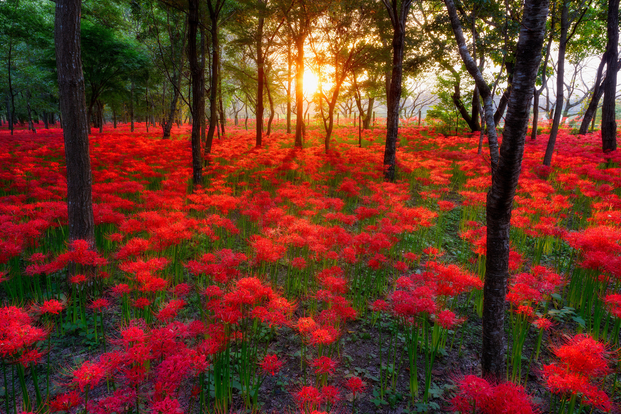 Download mobile wallpaper Nature, Sunset, Flower, Forest, Tree, Earth, Hdr, Red Flower for free.