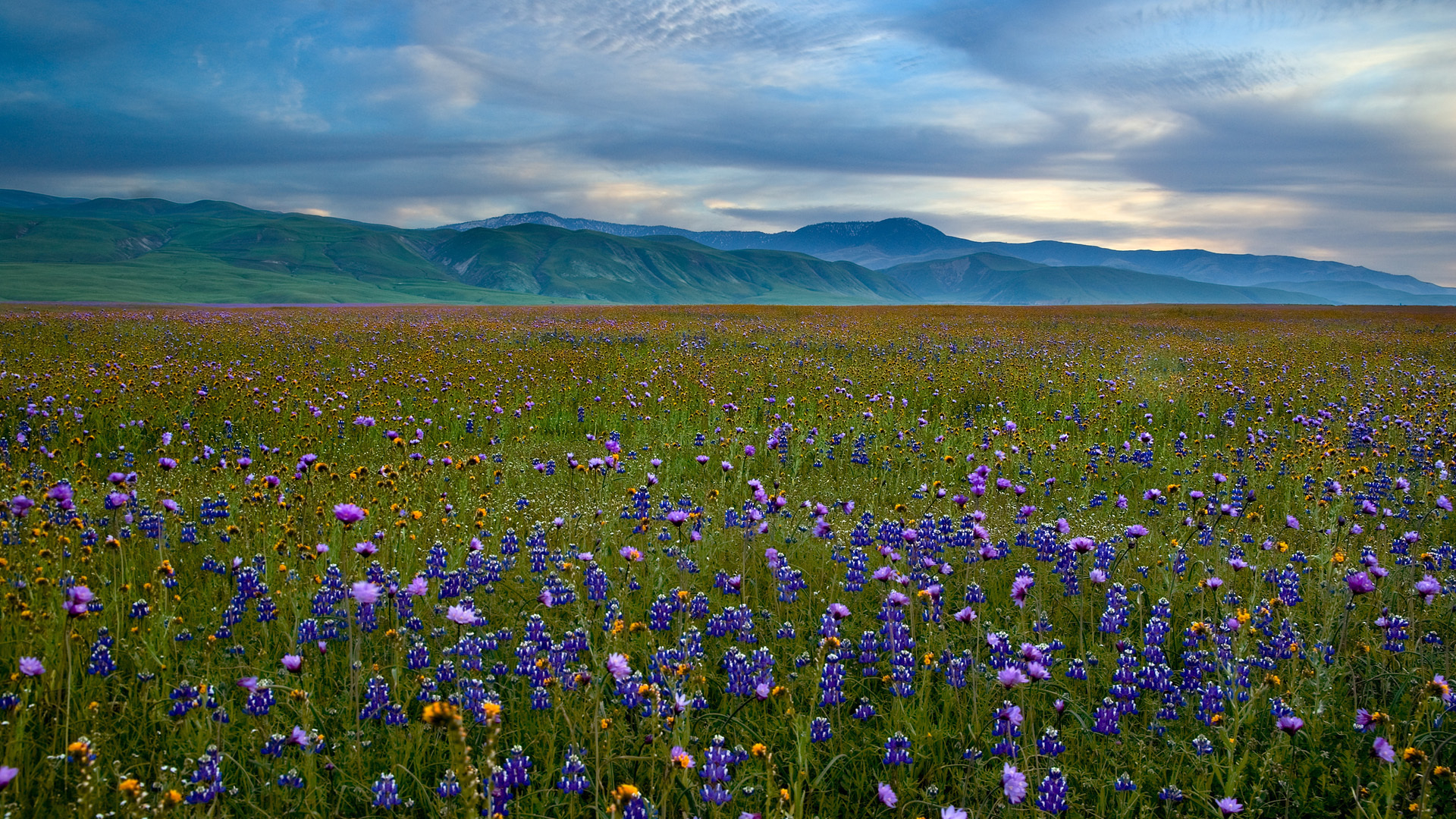 Laden Sie das Landschaft, Blumen, Felder-Bild kostenlos auf Ihren PC-Desktop herunter