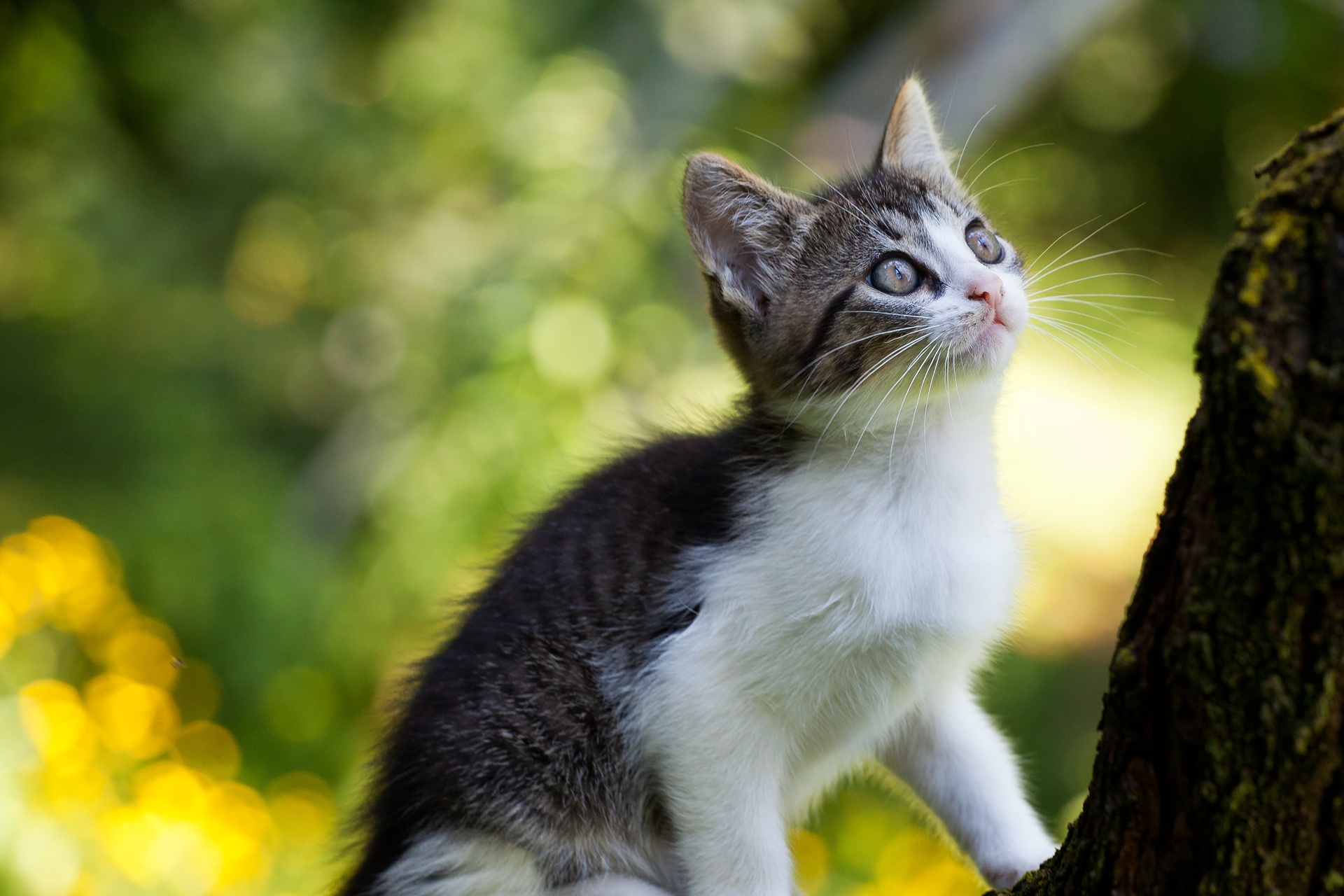 Baixar papel de parede para celular de Animais, Gatos, Gato, Gatinho, Animal Bebê gratuito.