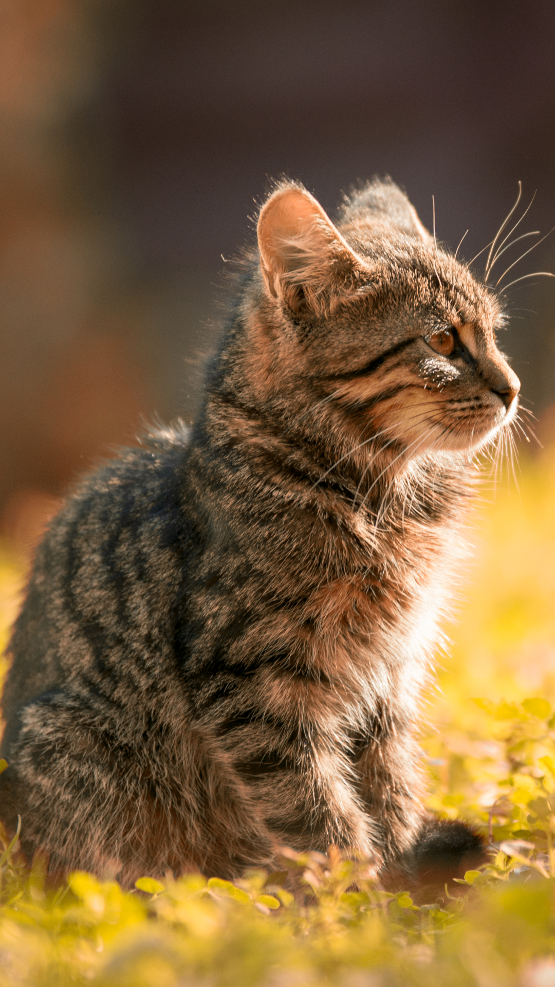 Handy-Wallpaper Tiere, Katzen, Katze, Tiefenschärfe kostenlos herunterladen.