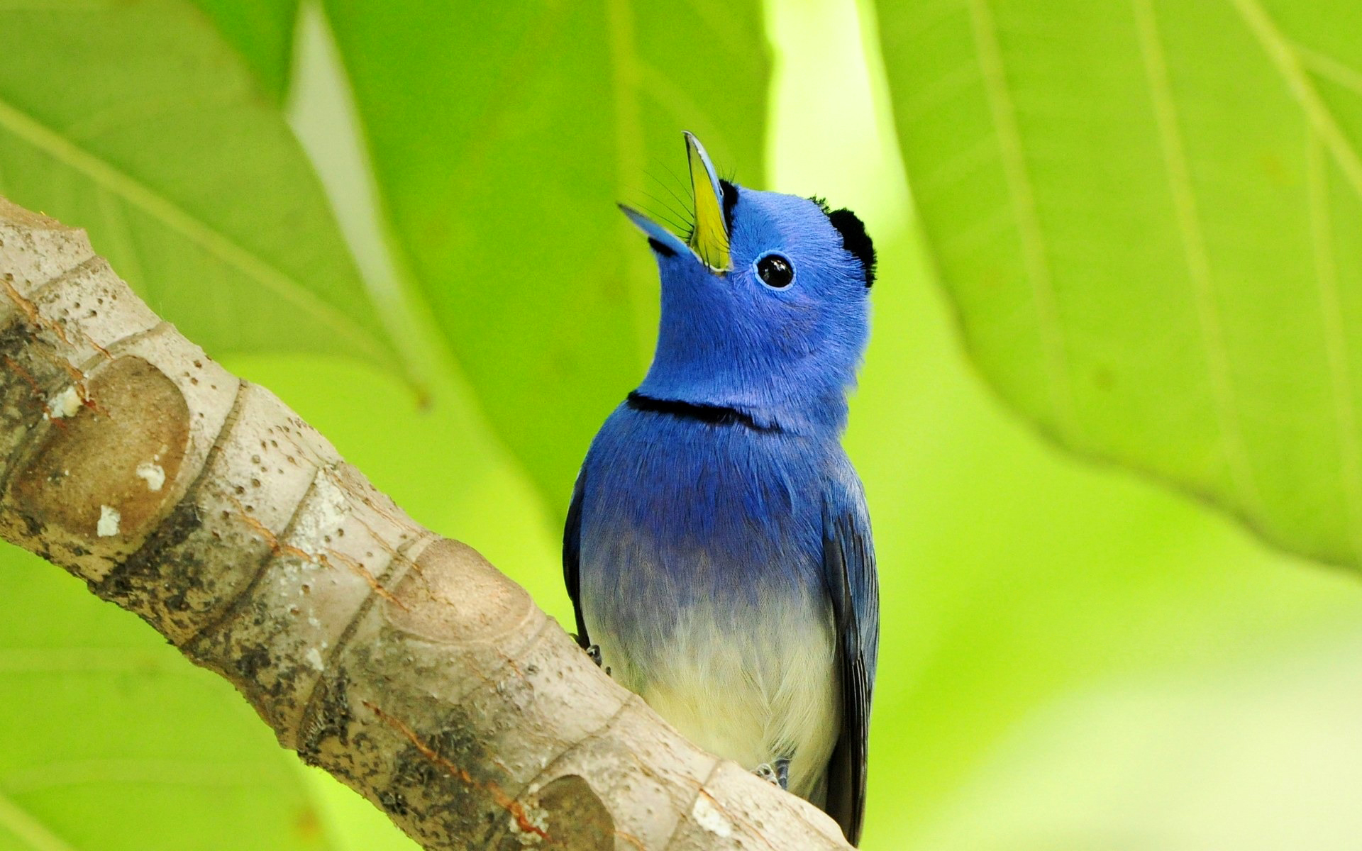 Free download wallpaper Bird, Animal on your PC desktop