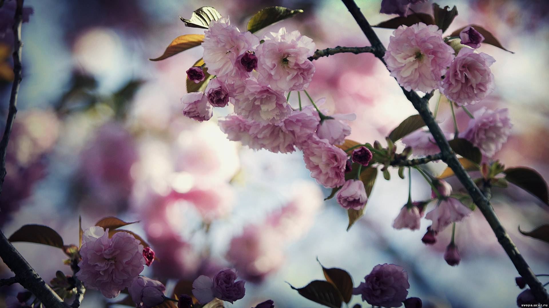 Laden Sie das Blumen, Blume, Erde/natur-Bild kostenlos auf Ihren PC-Desktop herunter