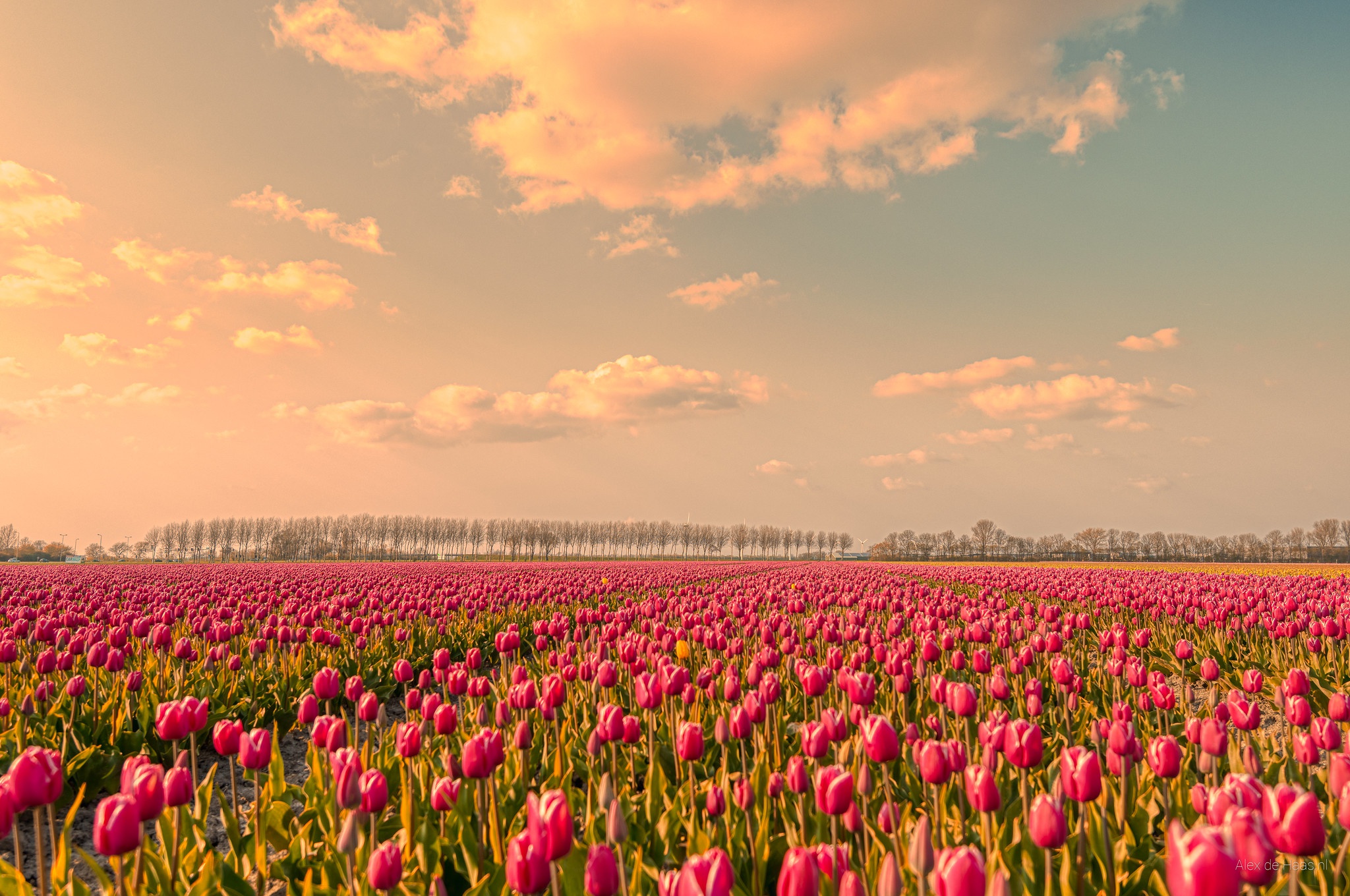 Download mobile wallpaper Nature, Flowers, Sky, Flower, Earth, Field, Spring, Tulip, Pink Flower for free.