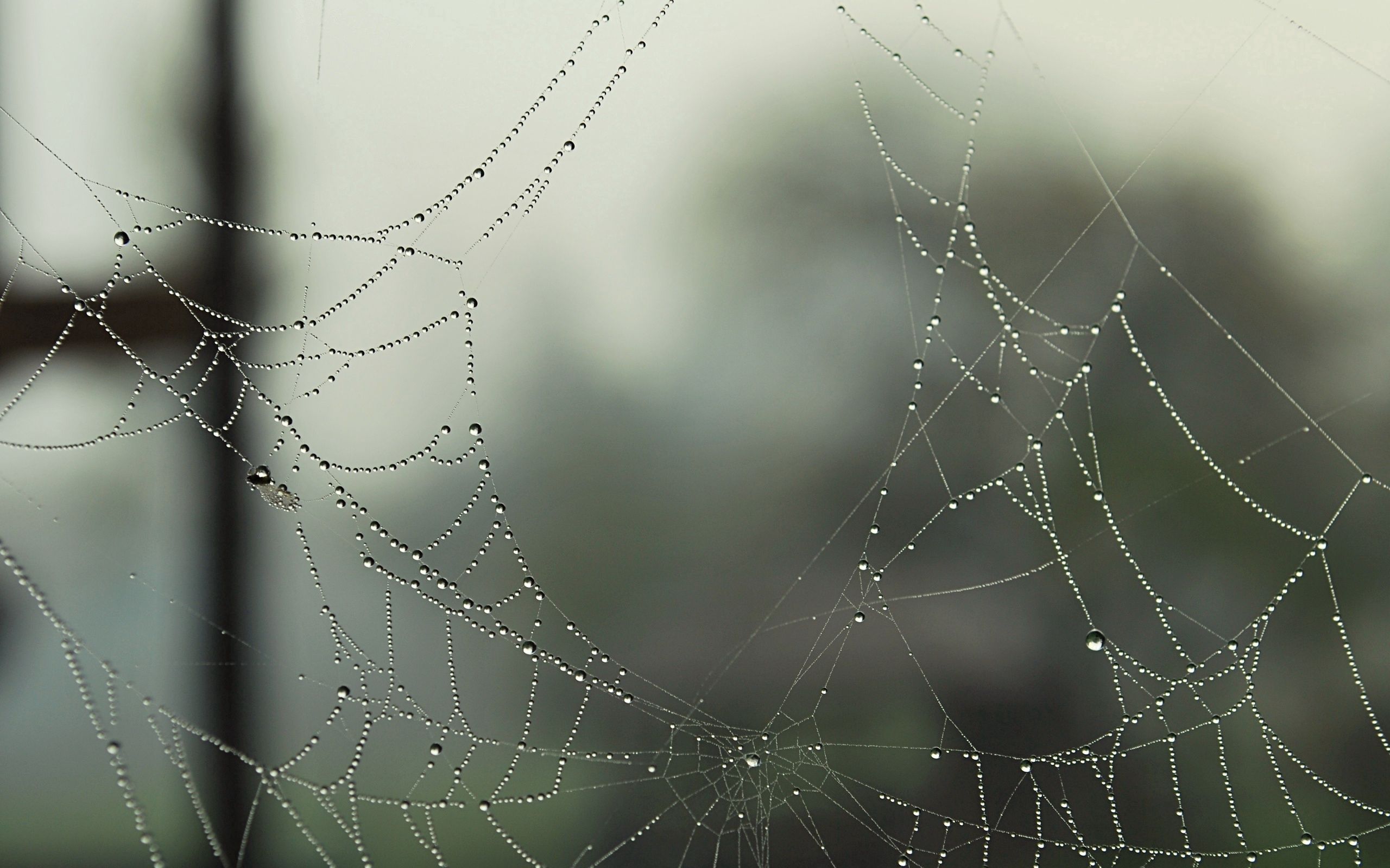 dew, macro, web, drops, holes, cobweb, gossamer