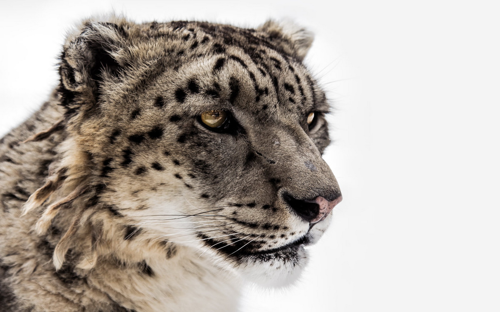 Download mobile wallpaper Snow Leopard, Cats, Animal for free.