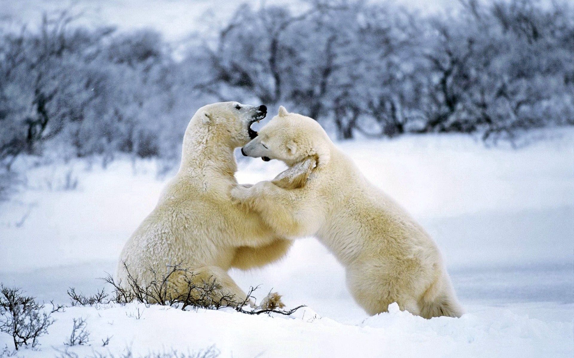 142289壁紙のダウンロード動物, 雪, カップル, 双, 遊び心, 遊戯的, ホッキョクグマ, 北極熊-スクリーンセーバーと写真を無料で