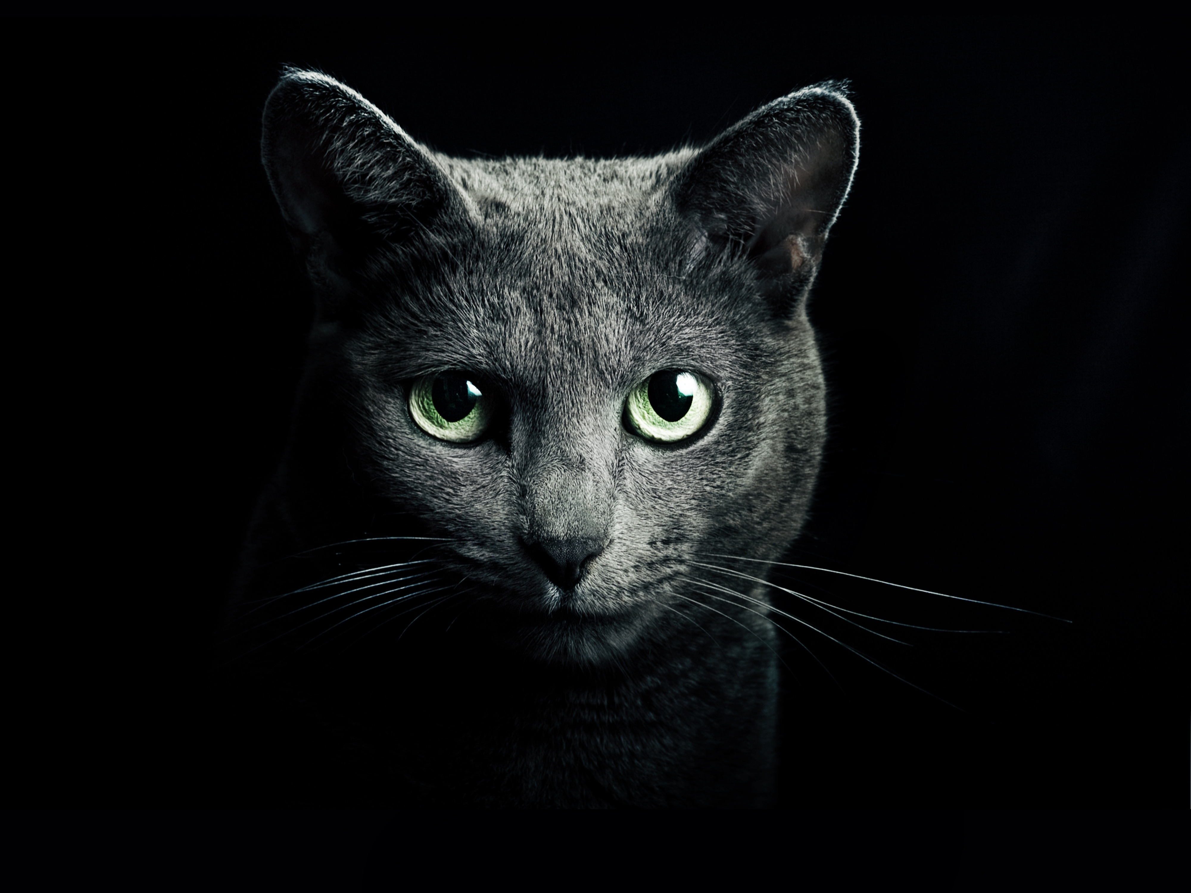 105413 скачать обои кошка, черный фон, серый, темные, зеленые, взгляд, глаза, русская, кот, порода, голубая - заставки и картинки бесплатно