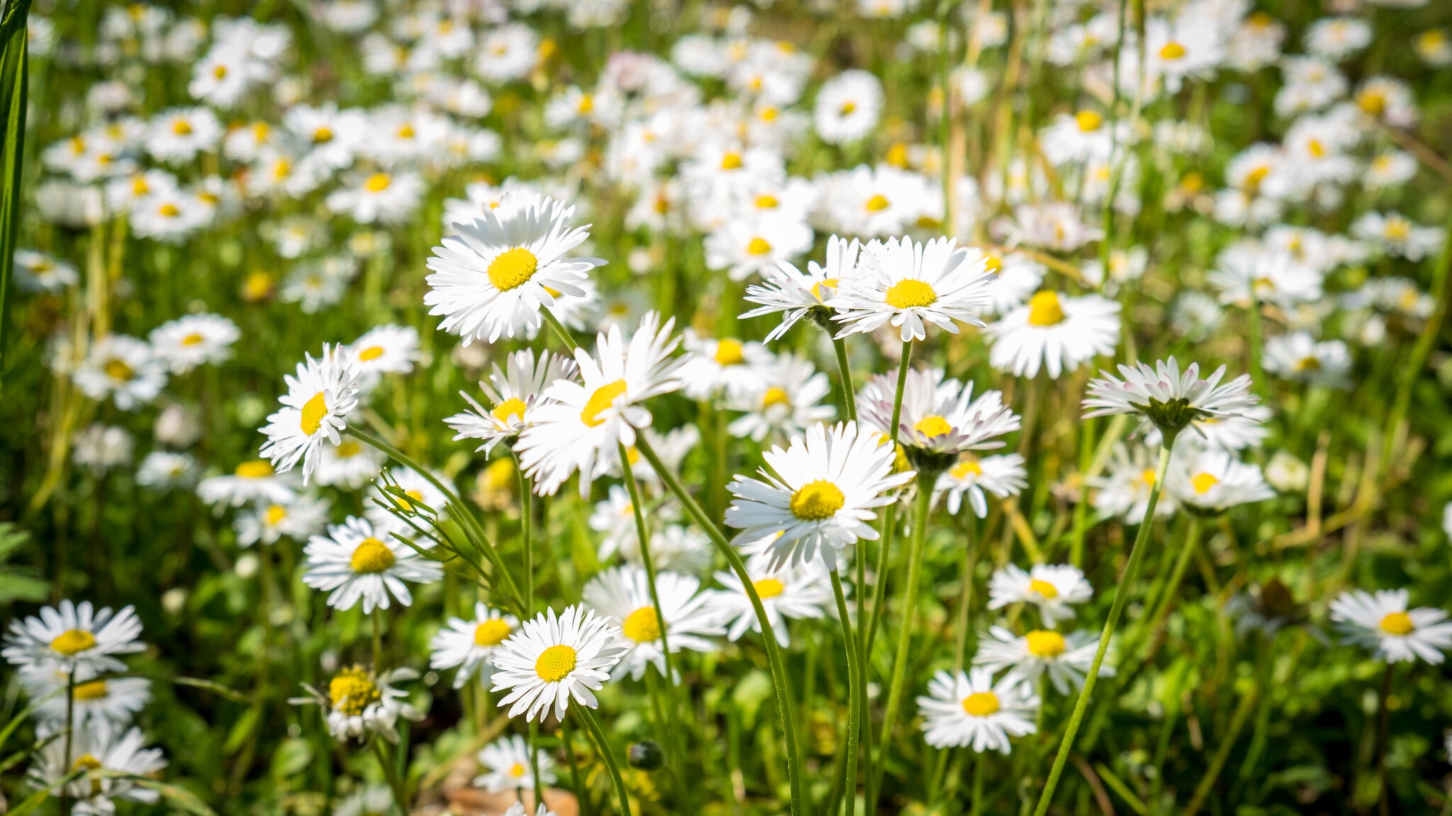 Baixe gratuitamente a imagem Verão, Camomila, Flor, Flor Branca, Terra/natureza na área de trabalho do seu PC