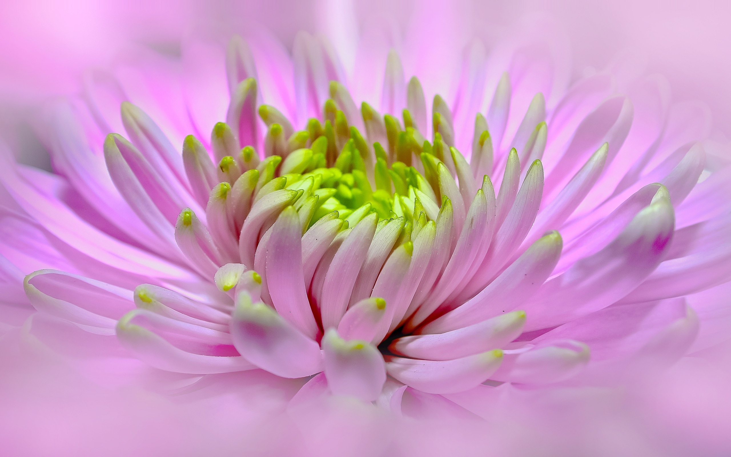 Téléchargez gratuitement l'image Fleurs, Fleur, Macro, Dahlia, Terre/nature, Fleur Rose sur le bureau de votre PC