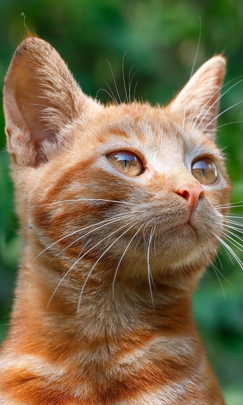 無料モバイル壁紙動物, ネコ, 猫, 子猫, 赤ちゃん動物をダウンロードします。