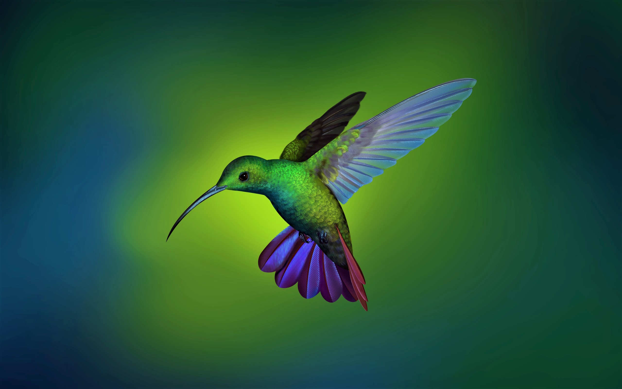 PCデスクトップに動物, 鳥, ハチドリ画像を無料でダウンロード