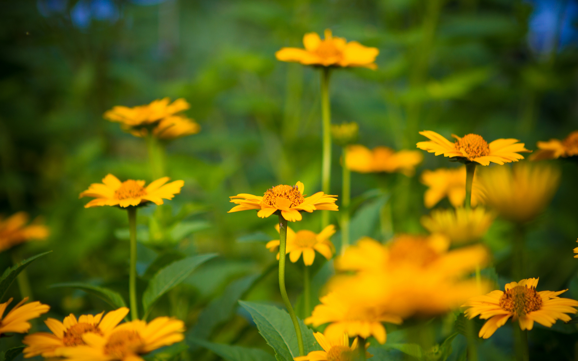 Handy-Wallpaper Blumen, Blume, Erde/natur kostenlos herunterladen.