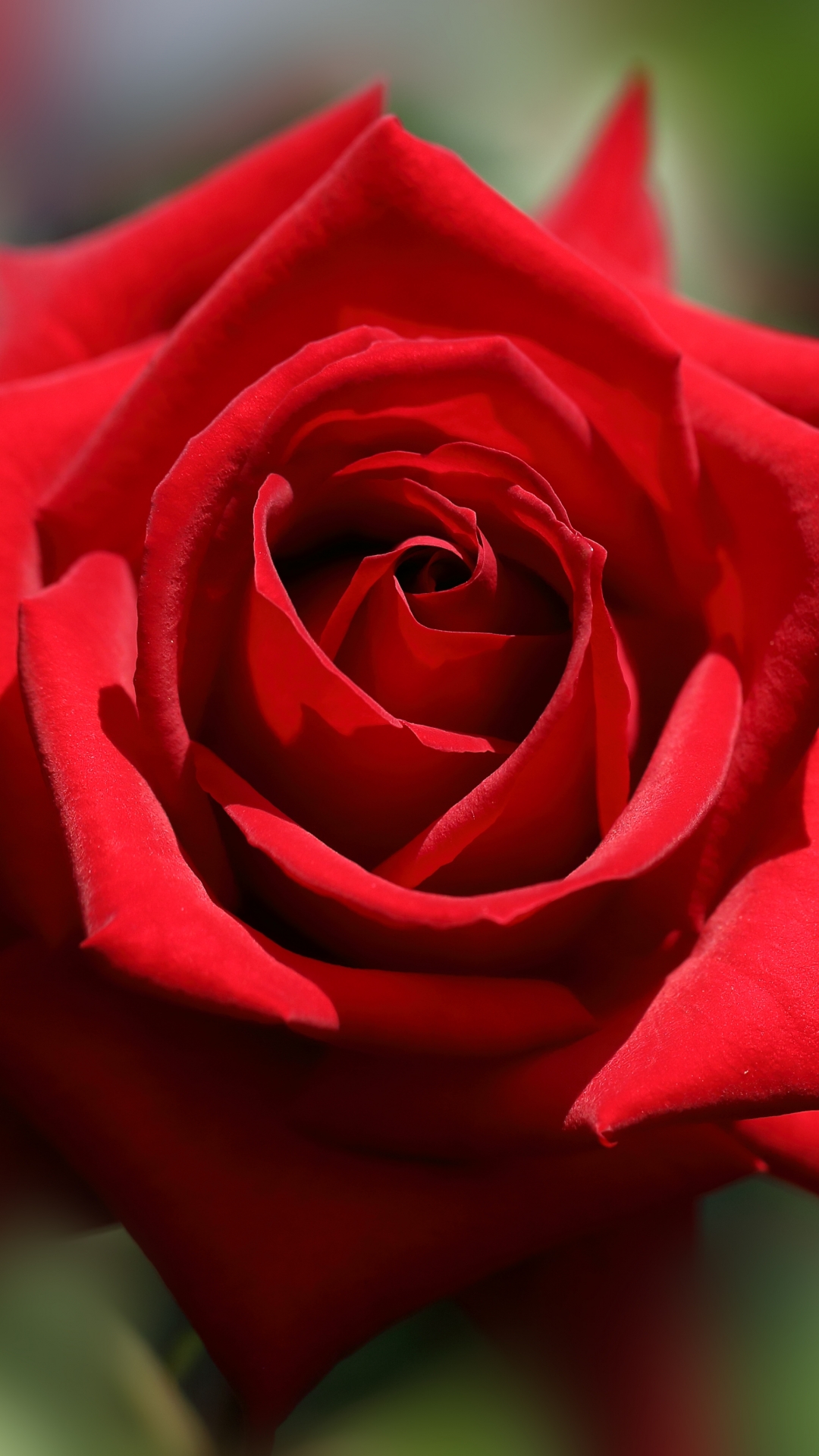 Download mobile wallpaper Flowers, Macro, Rose, Earth, Bokeh, Red Rose for free.