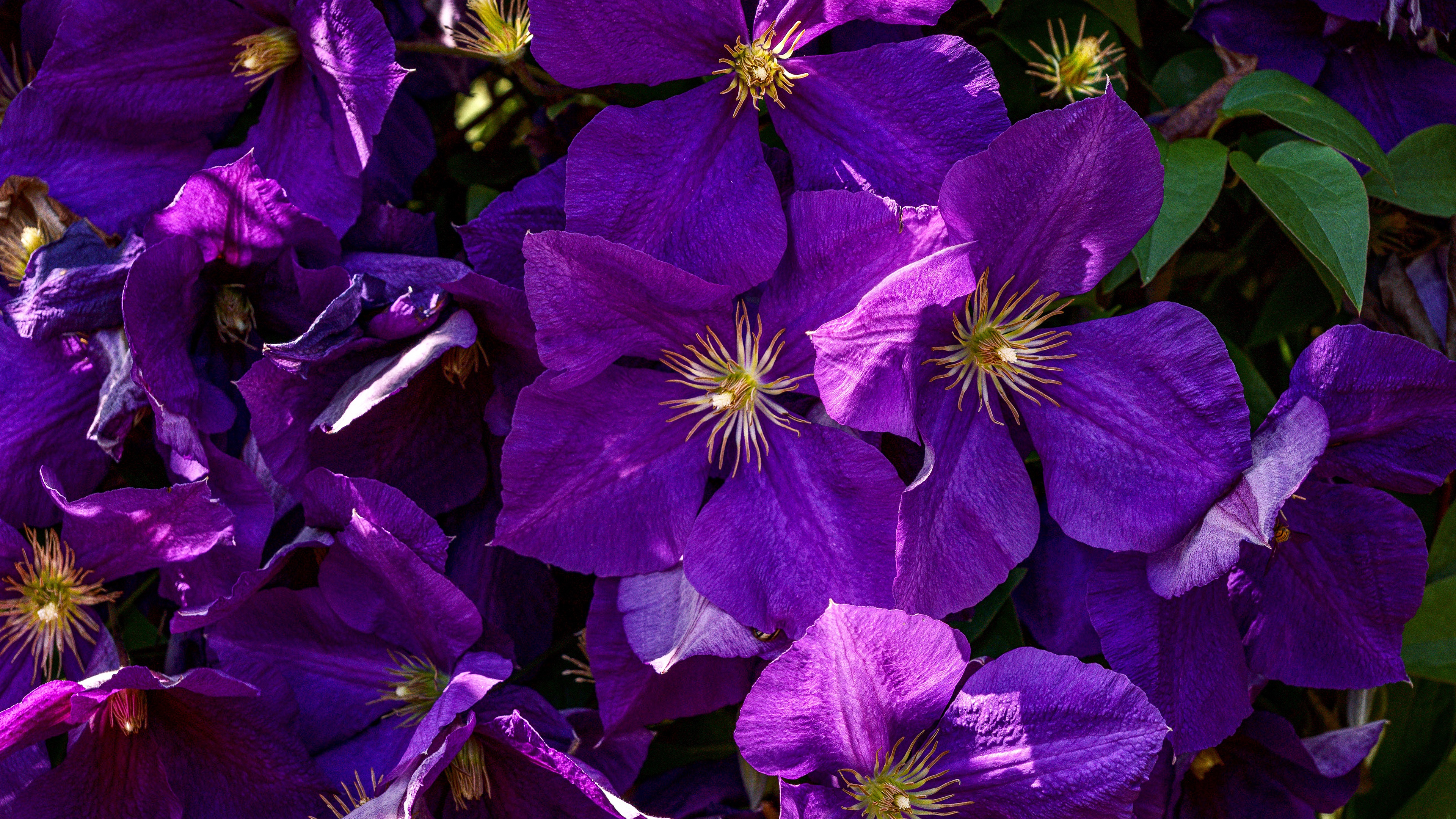 earth, clematis, flowers