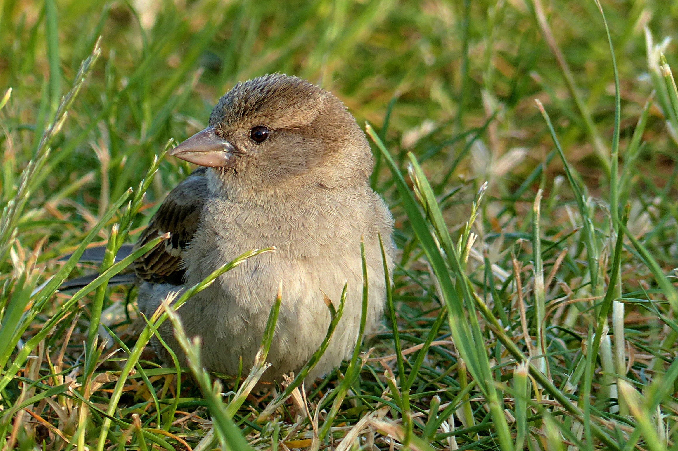 sparrow, animals, grass, bird for android