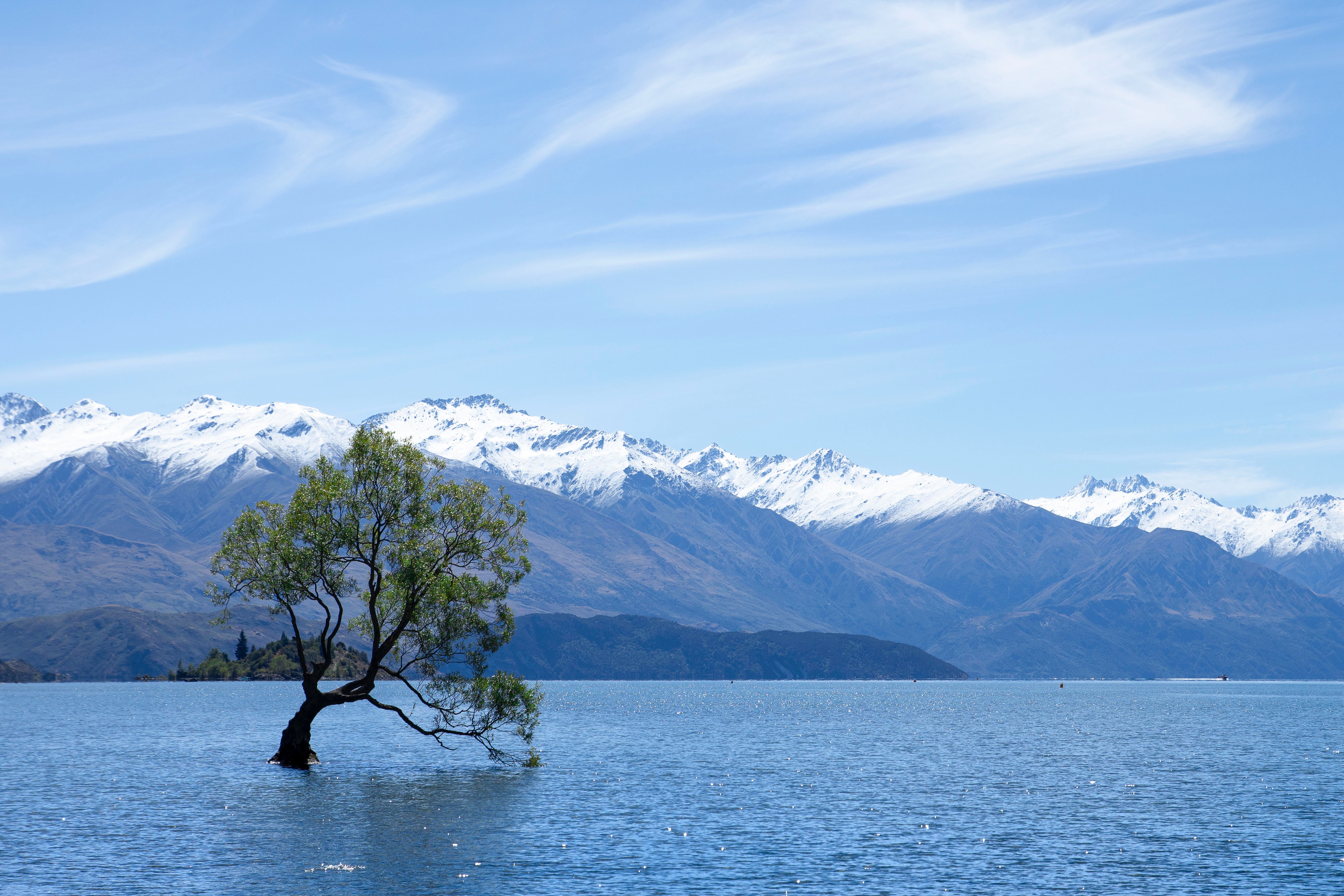 115022 скачать картинку дерево, горы, природа, озеро, новая зеландия, ванака - обои и заставки бесплатно