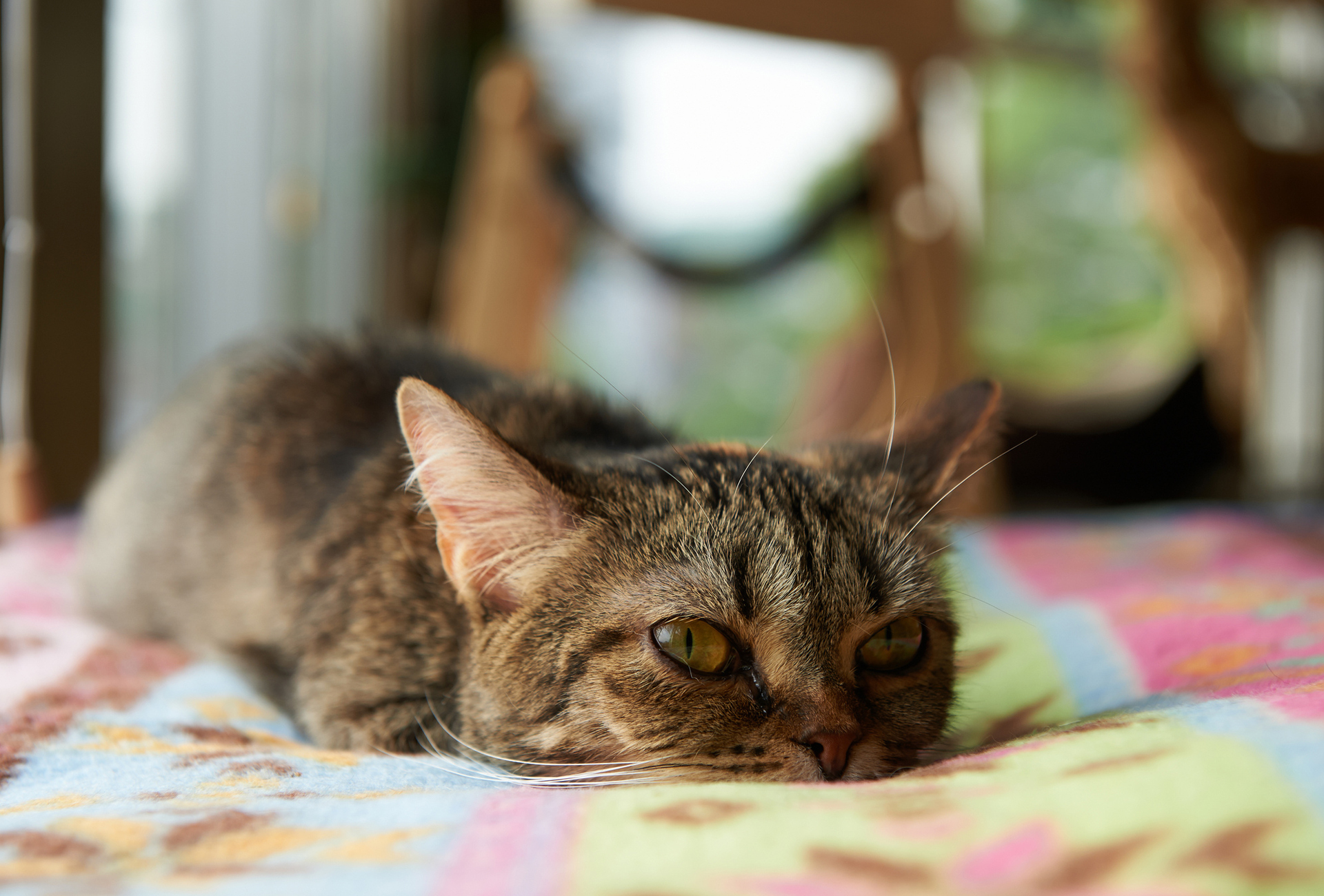 Handy-Wallpaper Tiere, Katzen, Katze kostenlos herunterladen.