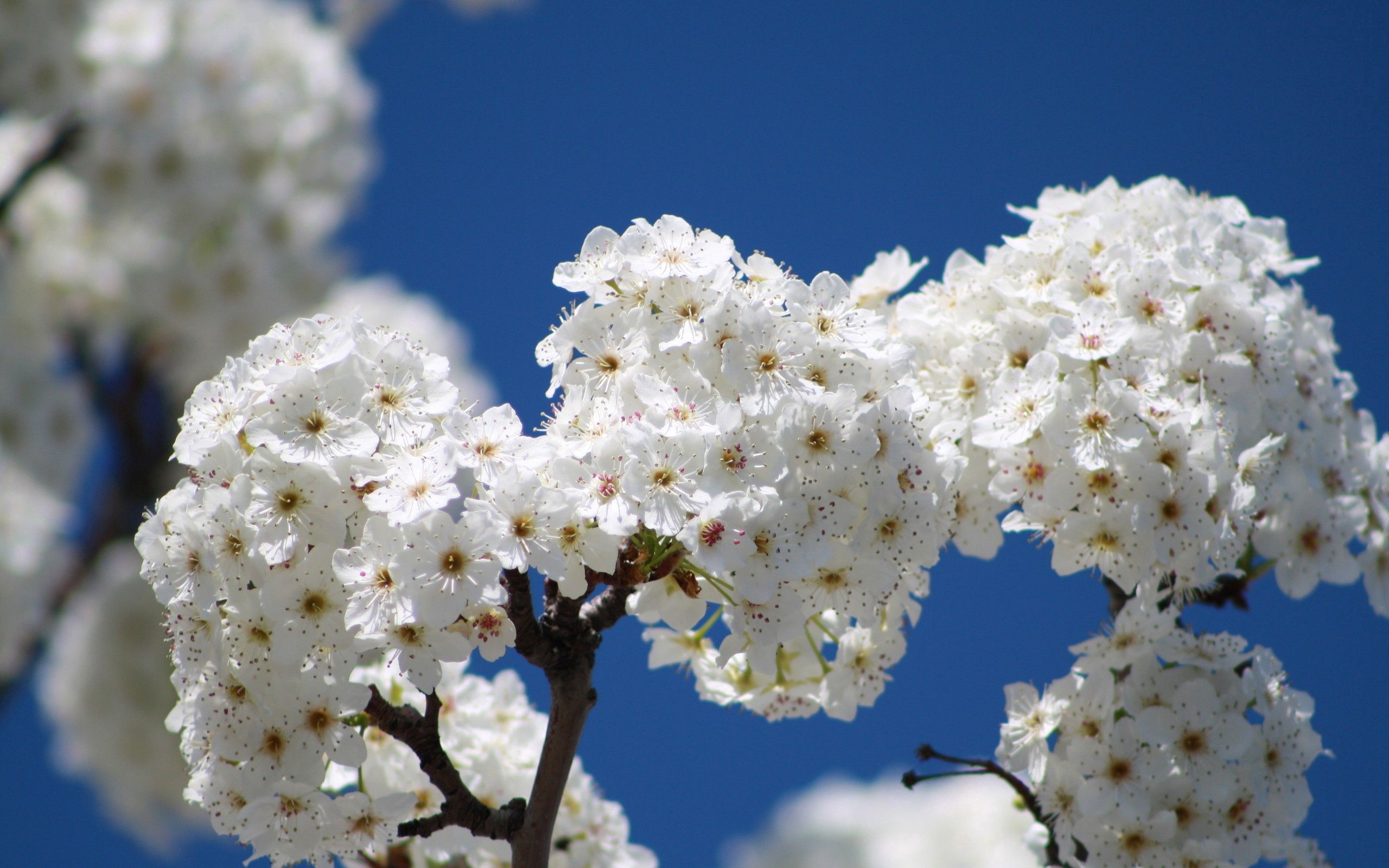 Скачать картинку Дерево, Небо, Ветка, Макро, Цветы, Цветение, Весна в телефон бесплатно.
