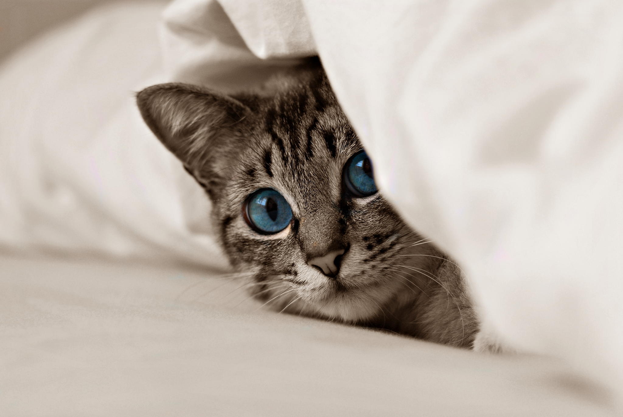 cat, kitty, kitten, animals, muzzle, blue eyes