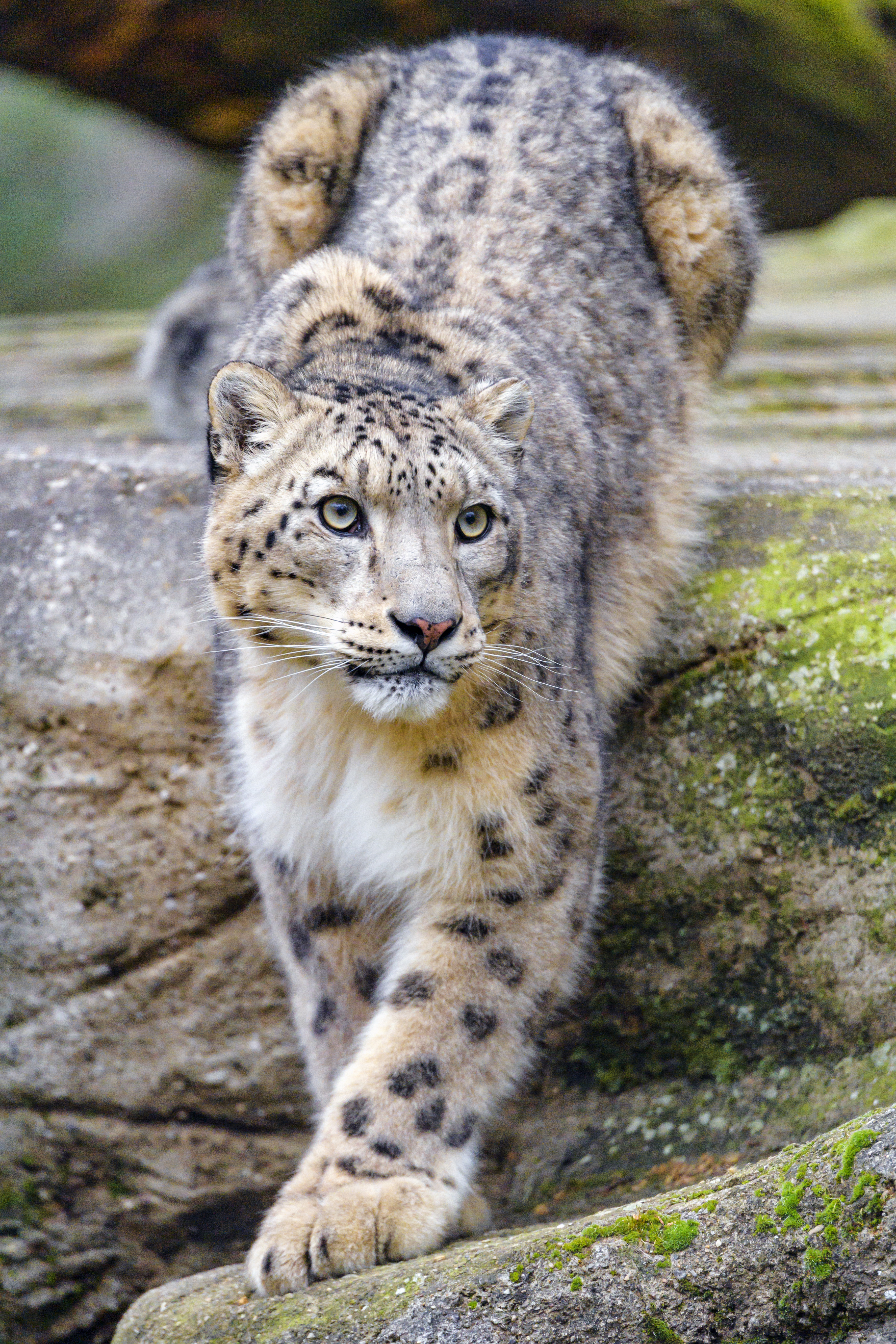 snow leopard, irbis, animals, predator, big cat, sight, opinion, animal