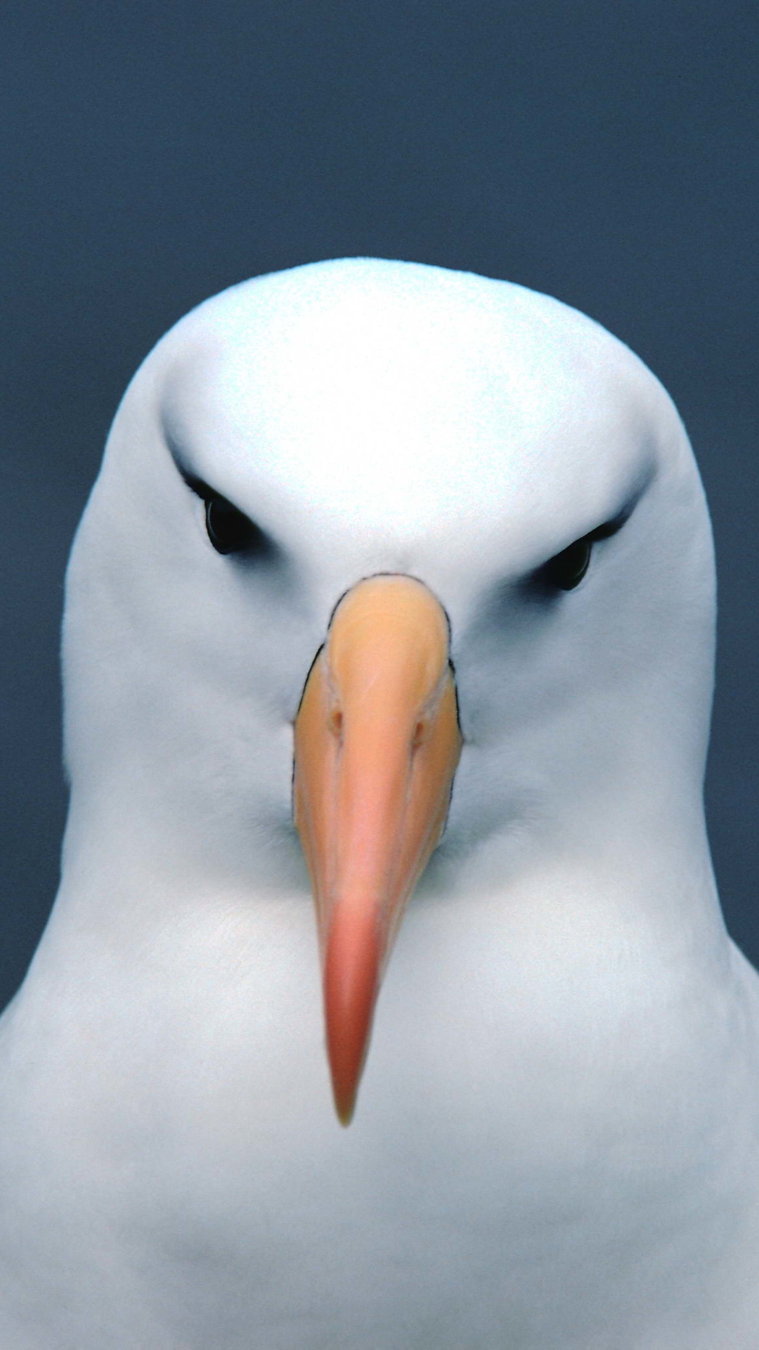 1132464 Hintergrundbild herunterladen tiere, albatros, vogel, vögel - Bildschirmschoner und Bilder kostenlos