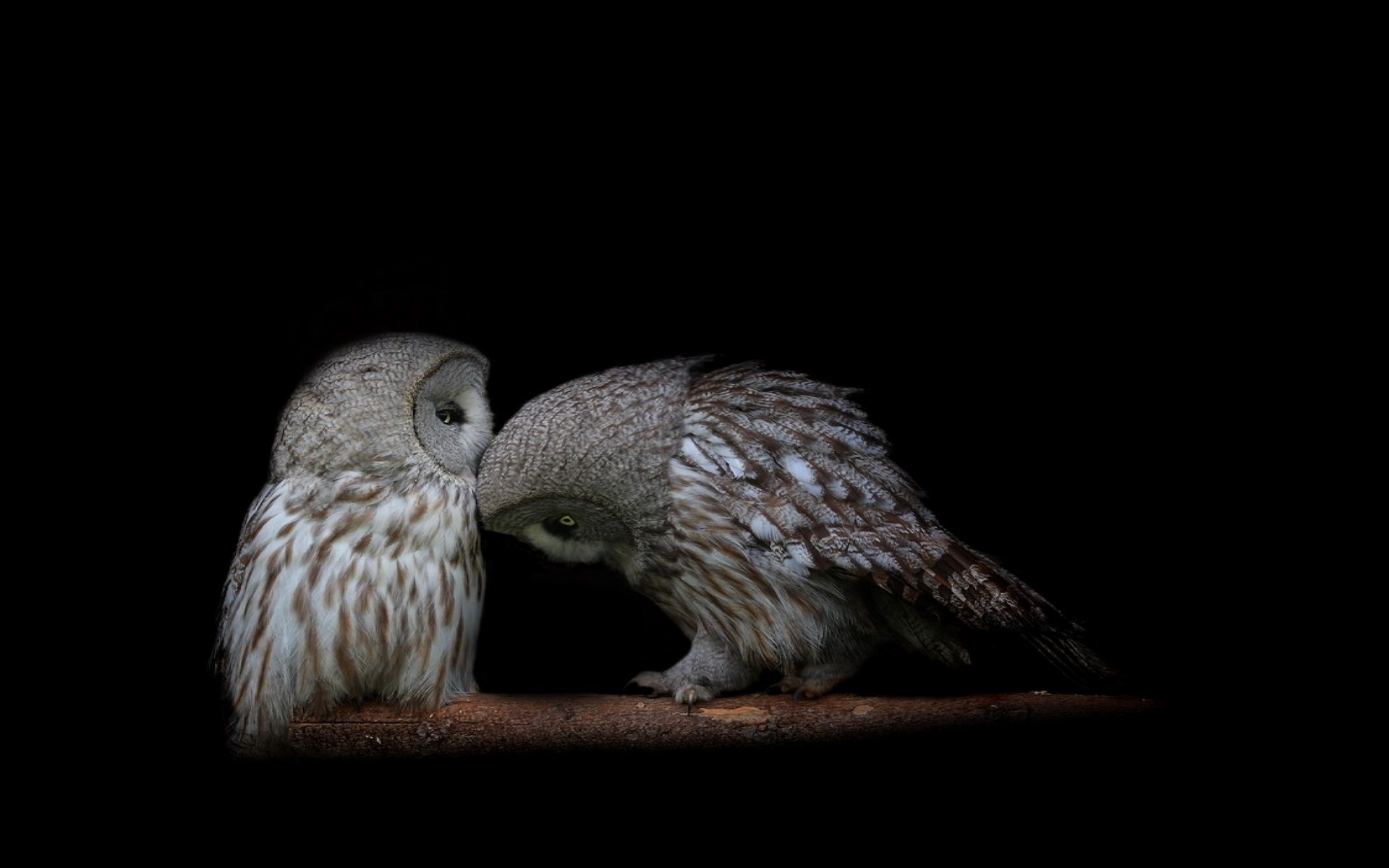 Free download wallpaper Owl, Animal on your PC desktop