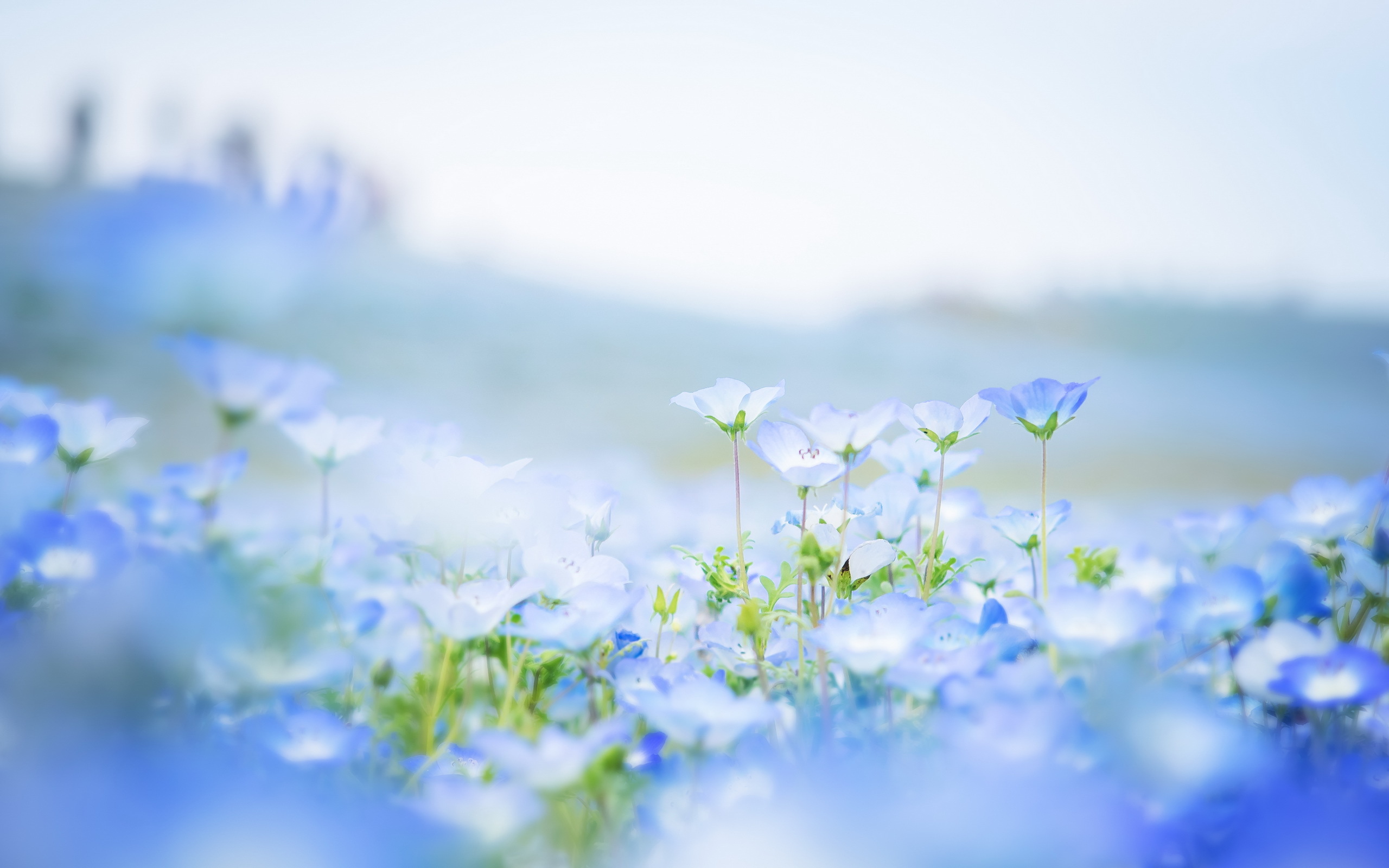 Free download wallpaper Flowers, Flower, Earth on your PC desktop