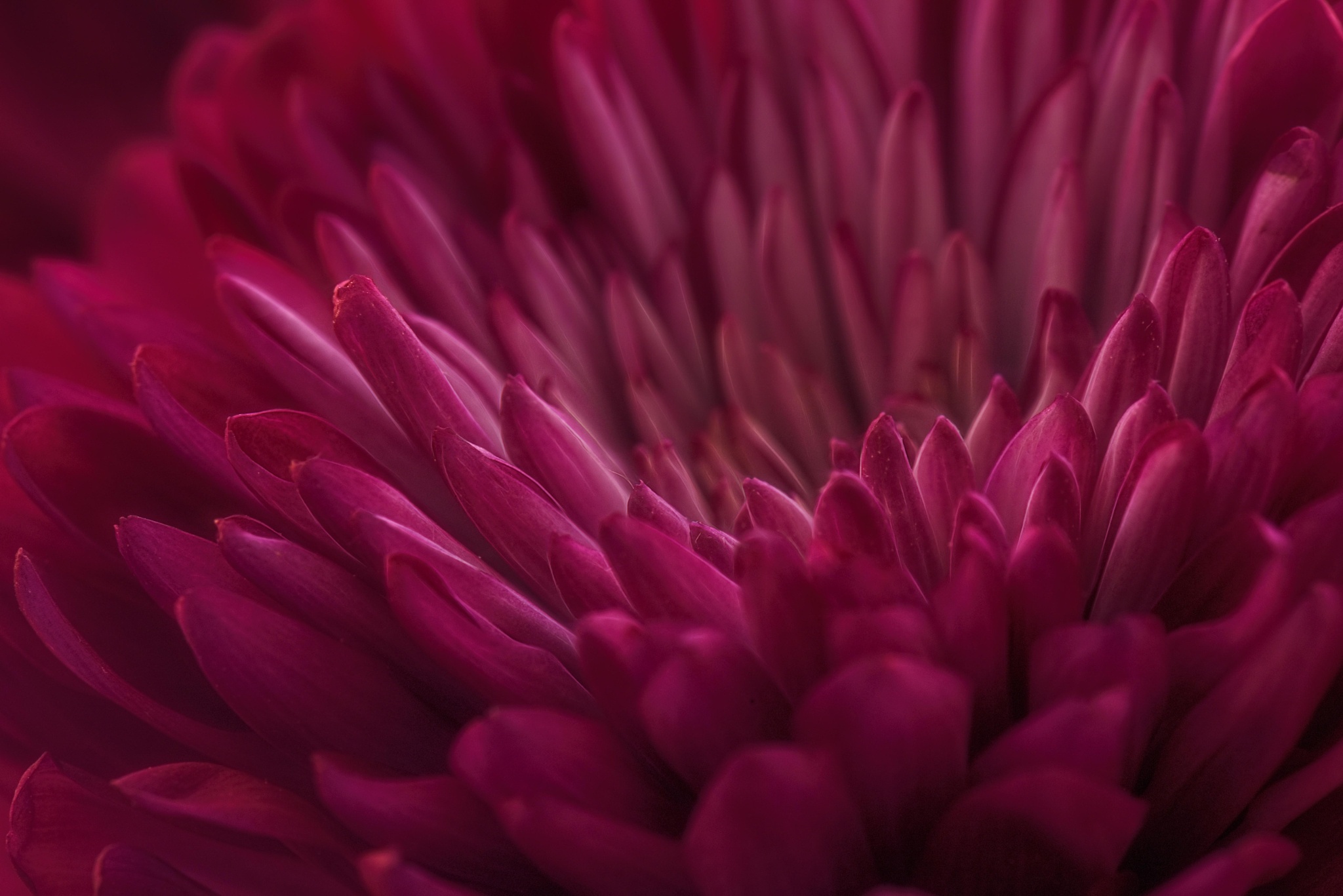 Baixe gratuitamente a imagem Flores, Flor, Macro, Flor Roxa, Terra/natureza na área de trabalho do seu PC