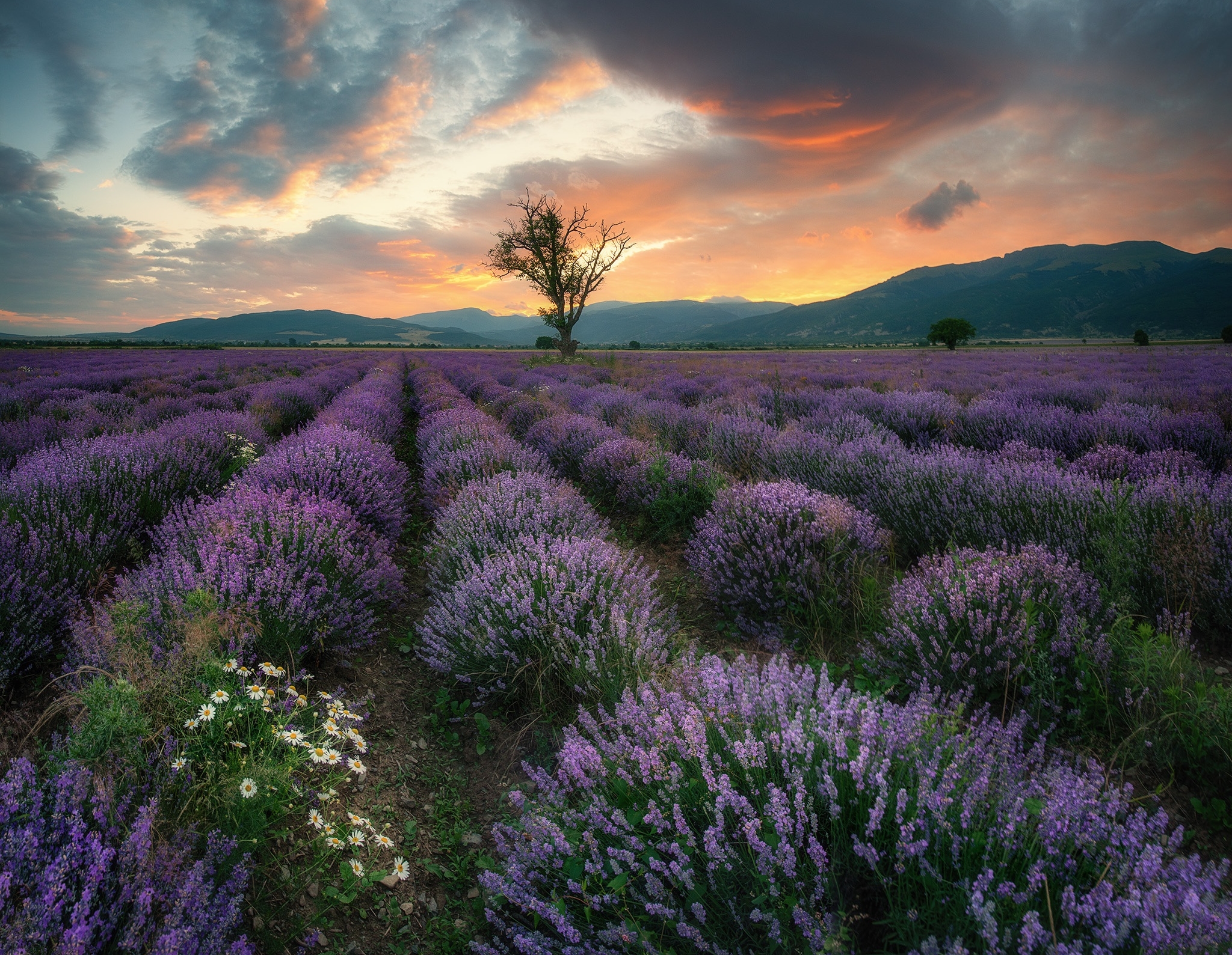Download mobile wallpaper Nature, Flowers, Flower, Earth, Field, Lavender, Purple Flower for free.