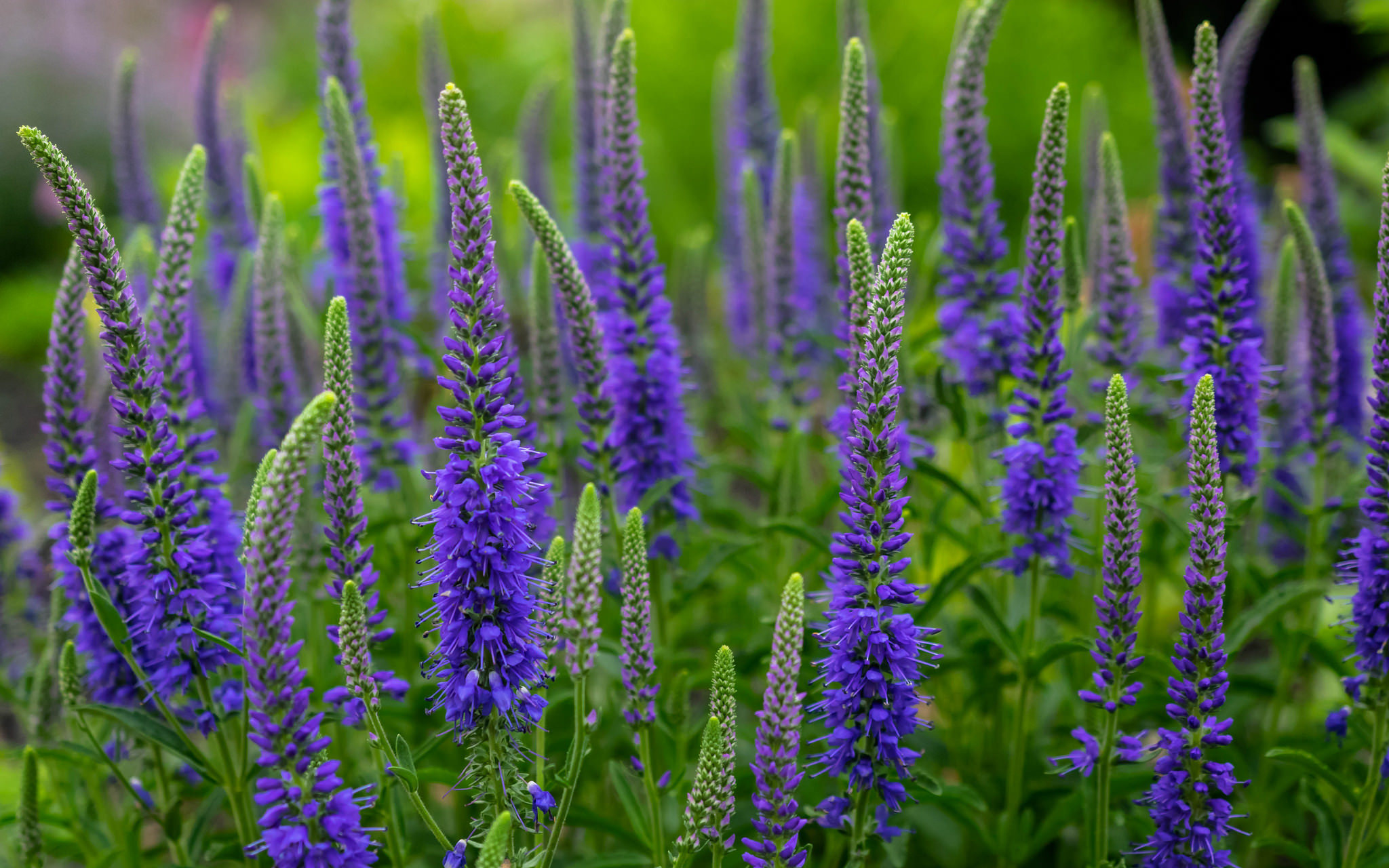 Descarga gratis la imagen Naturaleza, Flores, Flor, Tierra/naturaleza en el escritorio de tu PC