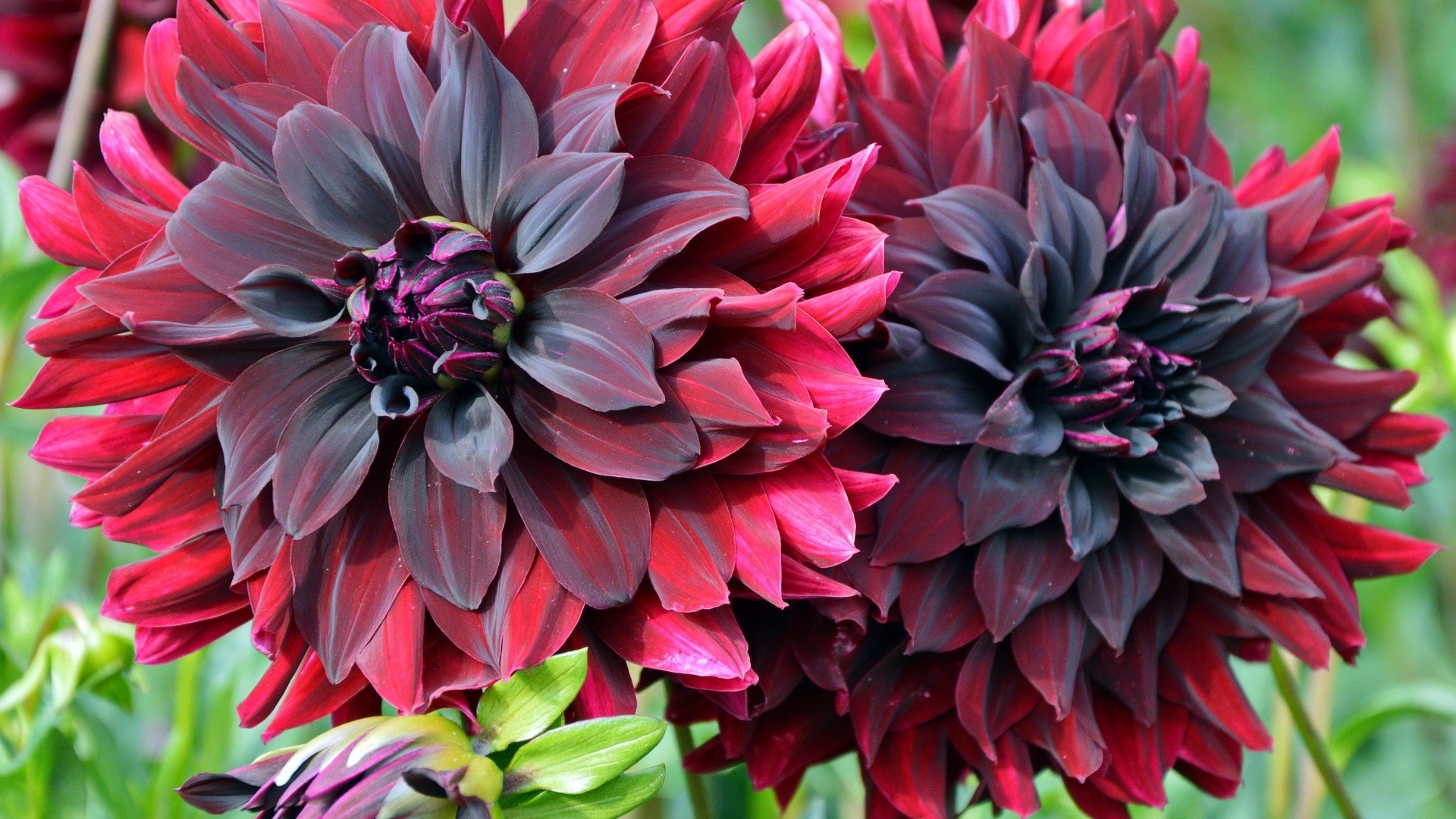 Laden Sie das Blumen, Blume, Nahansicht, Dahlien, Erde/natur-Bild kostenlos auf Ihren PC-Desktop herunter